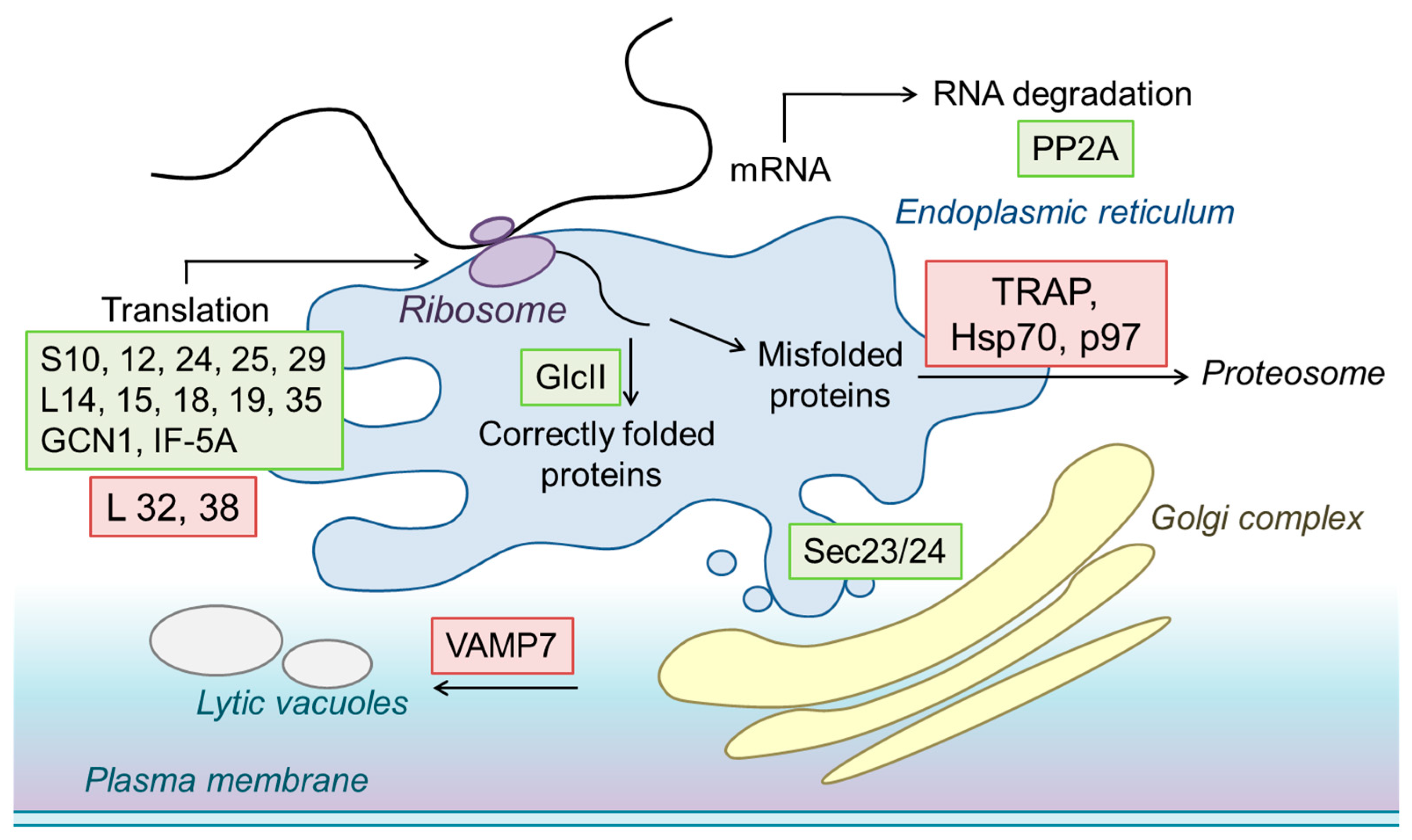 Ijms 24 07654 g012 Ijms 24 07654 g012