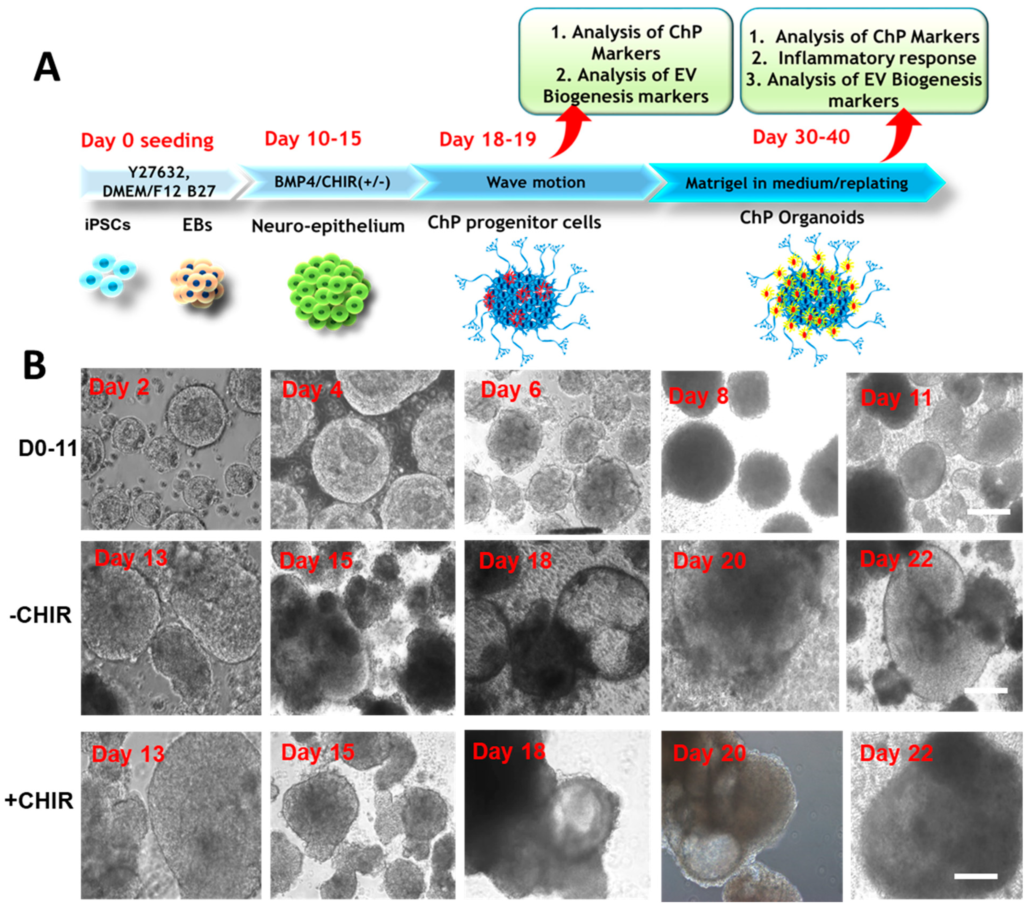 Ijms 24 07660 g001 Ijms 24 07660 g001