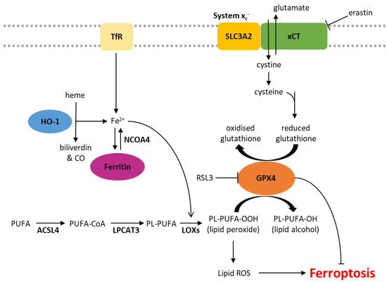 Knock-Out of ACBD3 Leads to Dispersed Golgi Structure, but