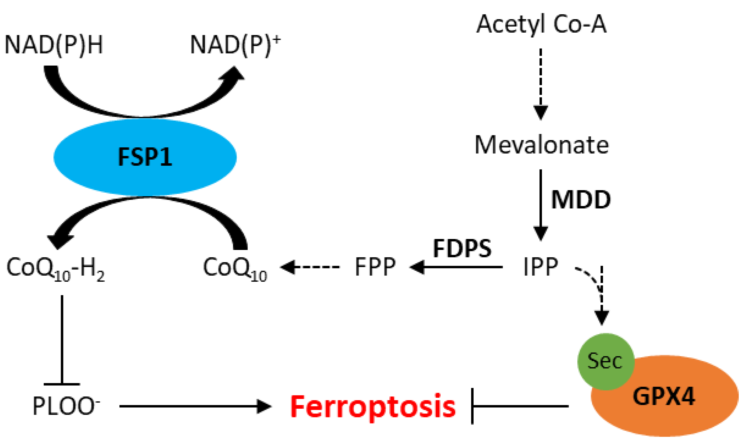 Ferroptosis in Haematological Malignancies and Associated Therapeutic Nanotechnologies Ferroptosis in Haematological Malignancies and Associated Therapeutic Nanotechnologies