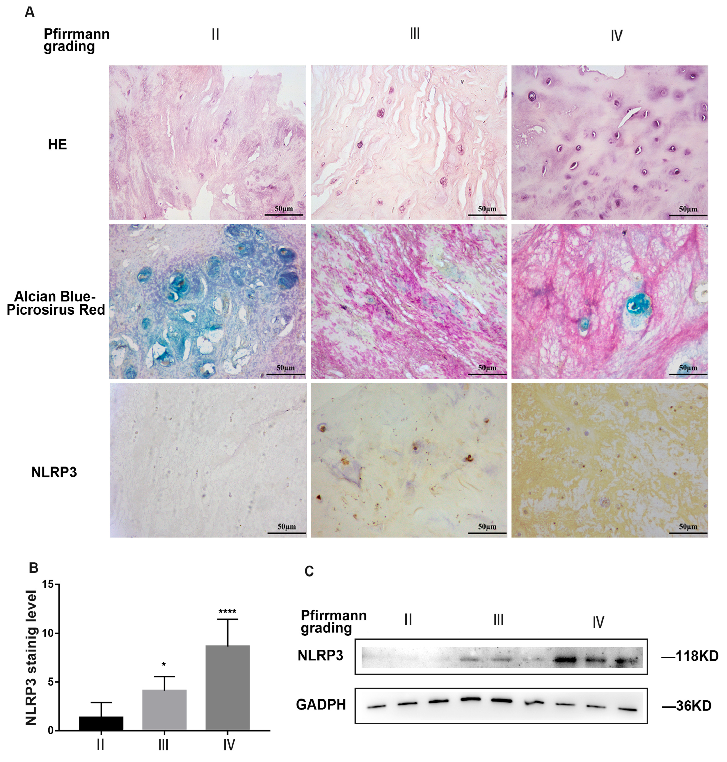 Ijms 24 07664 g001 Ijms 24 07664 g001