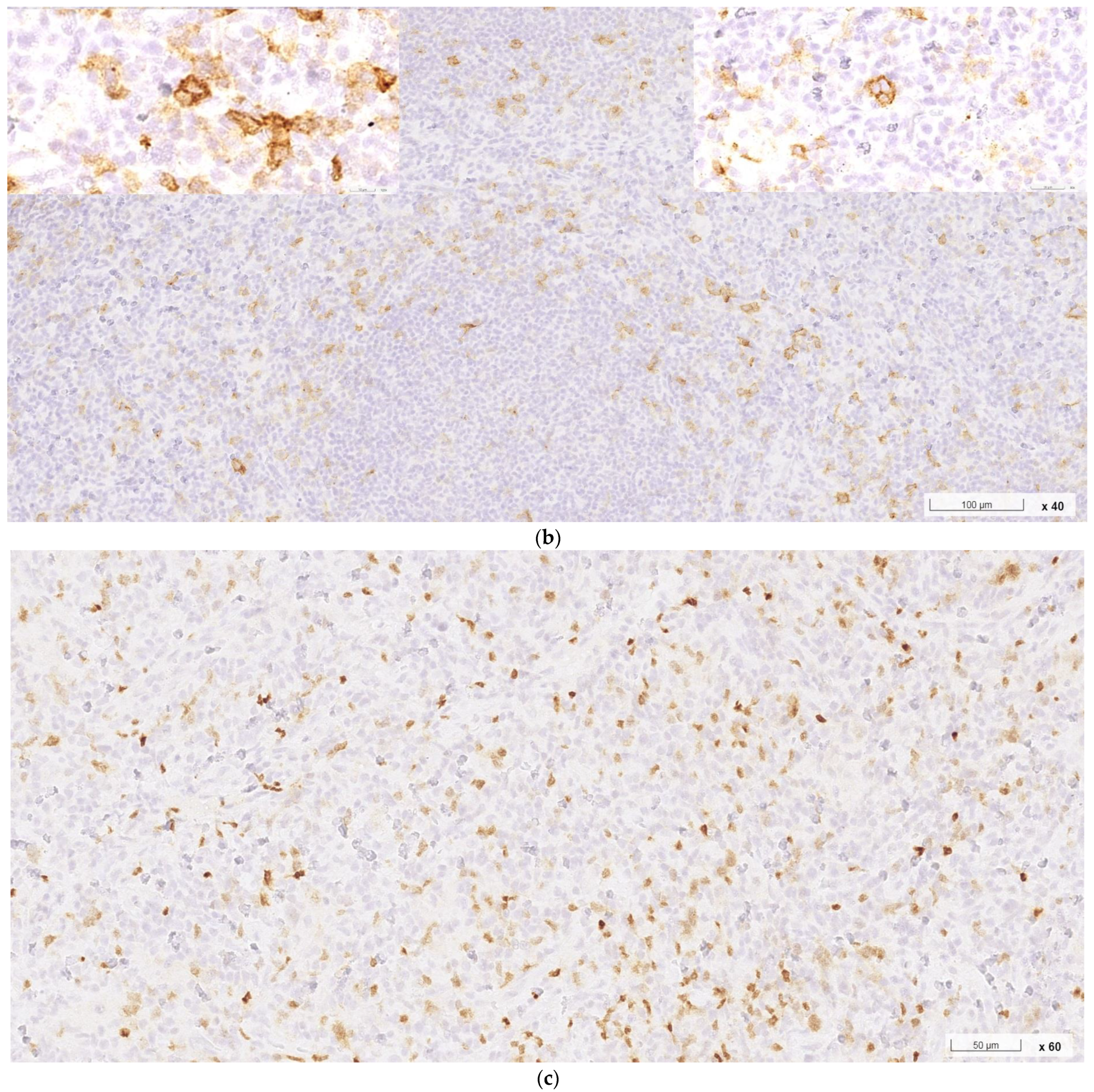 Ijms 24 07666 g003b Ijms 24 07666 g003b