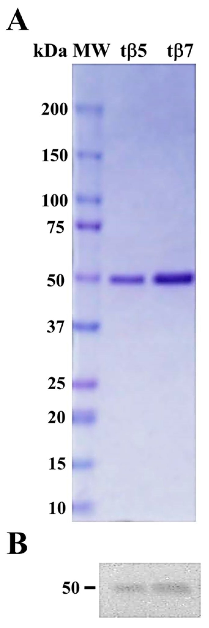 Ijms 24 07676 g001 Ijms 24 07676 g001