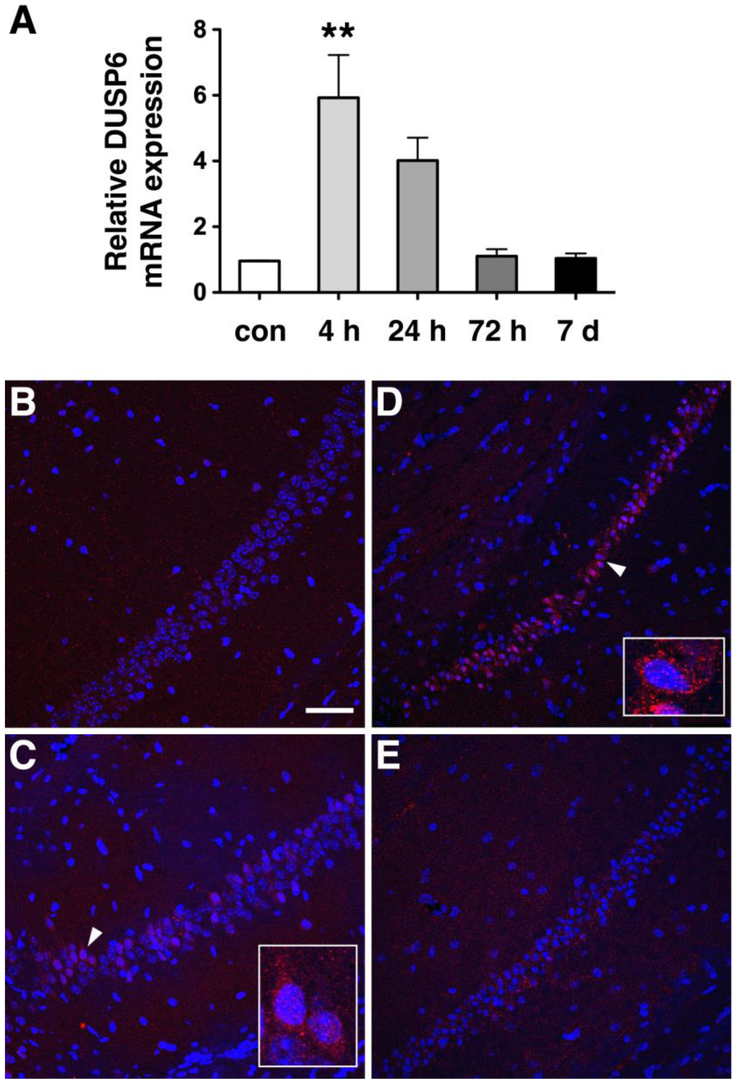 Ijms 24 07690 g001 Ijms 24 07690 g001