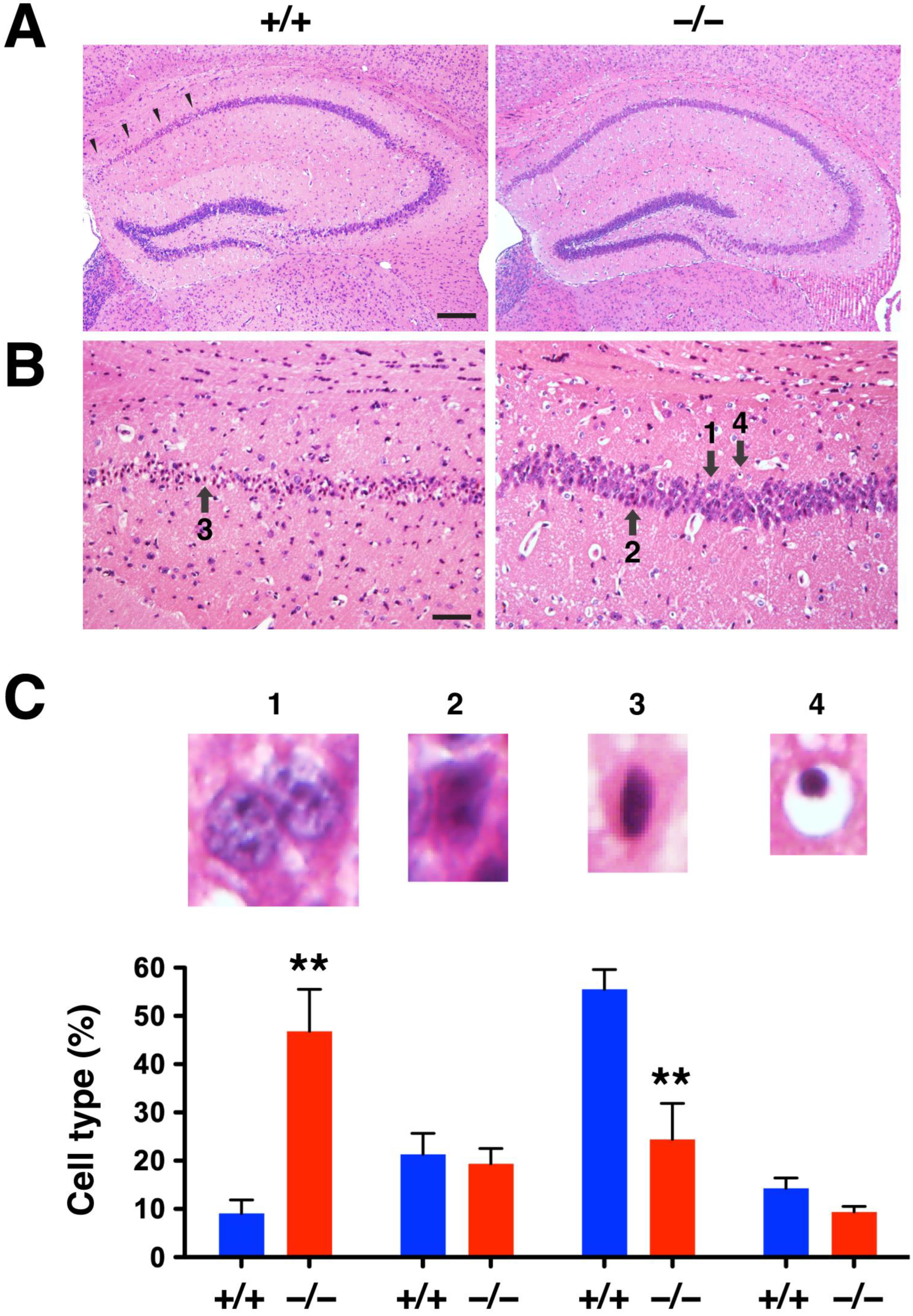 Ijms 24 07690 g006 Ijms 24 07690 g006