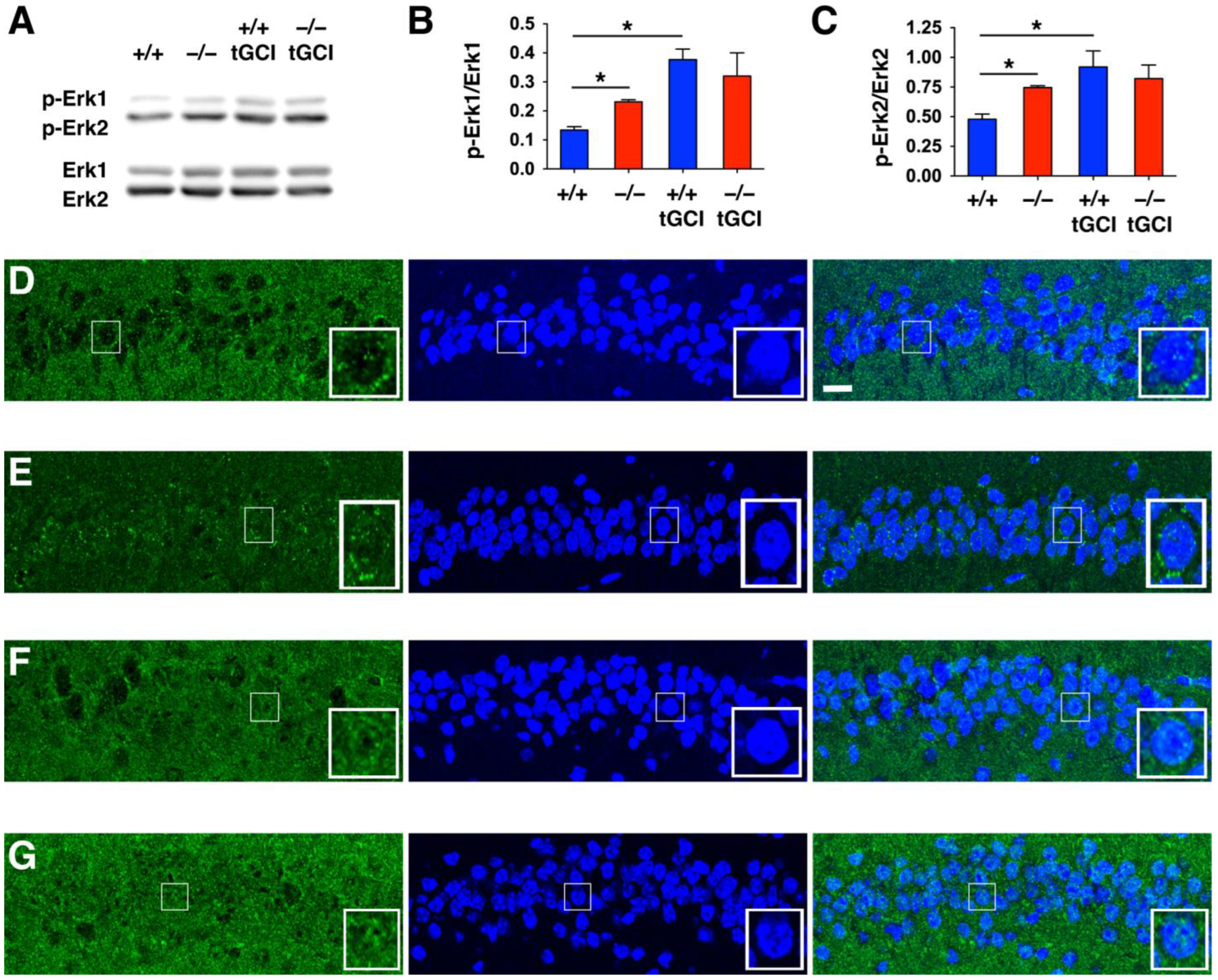 Ijms 24 07690 g007 Ijms 24 07690 g007