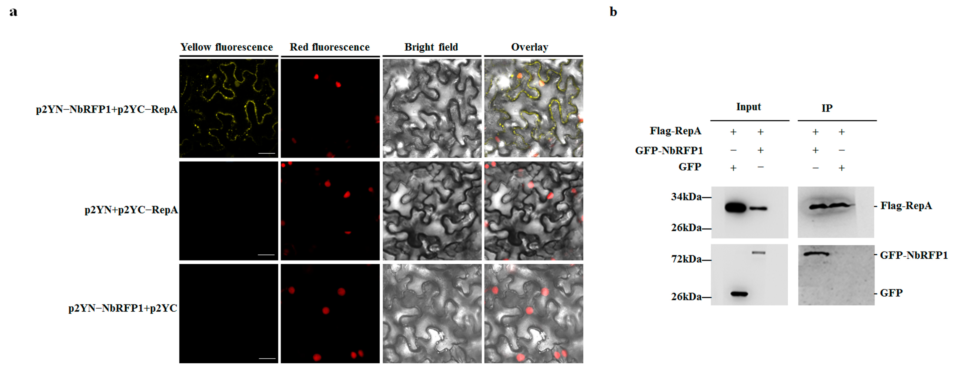 Ijms 24 07697 g005 Ijms 24 07697 g005