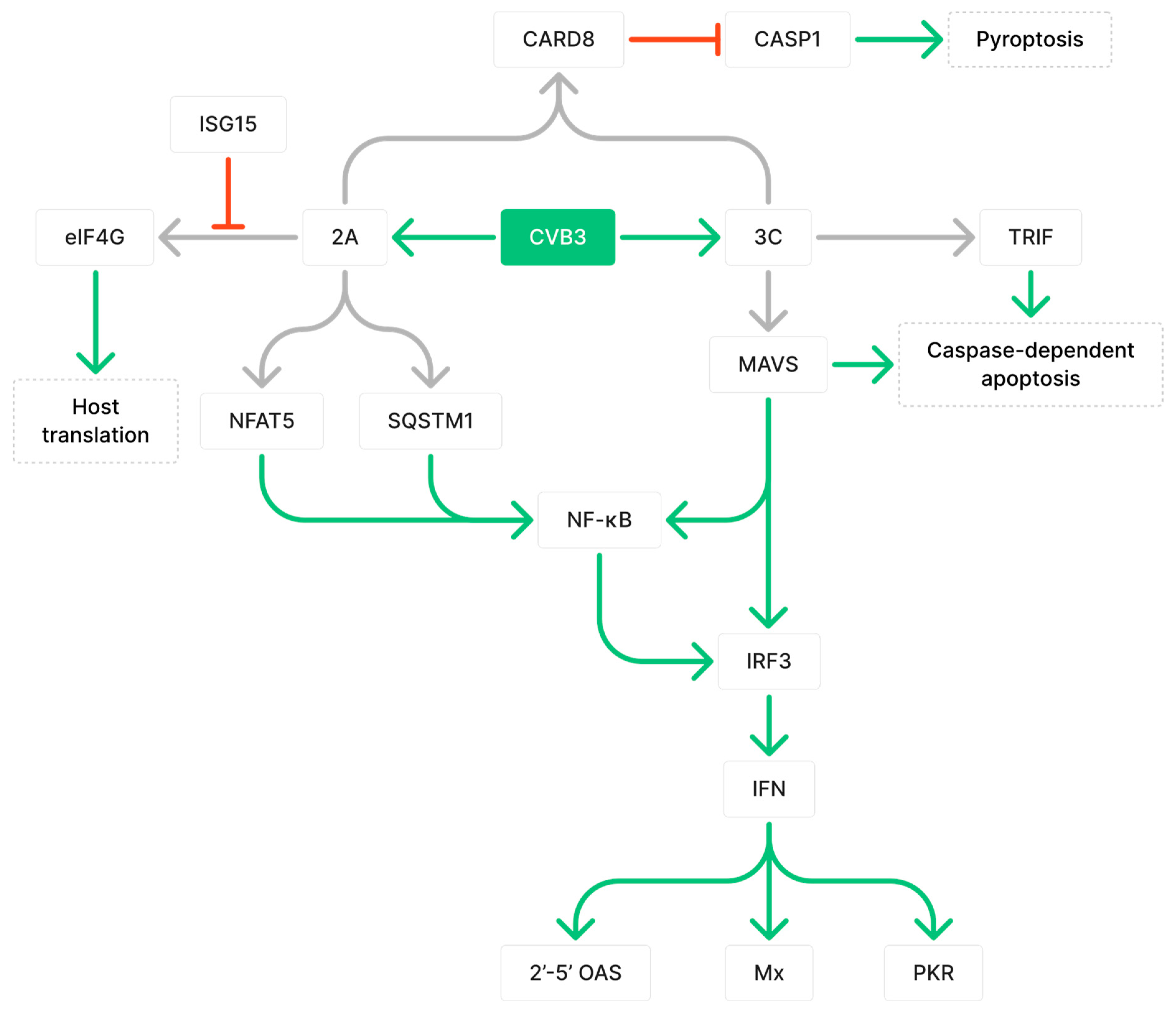 Critical Role for Monocyte Chemoattractant Protein-1 and Macrophage  Inflammatory Protein-1α in Induction of Experimental Autoimmune Myocarditis  and Effective Anti–Monocyte Chemoattractant Protein-1 Gene Therapy