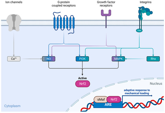 The Contribution of the Nrf2/ARE System to