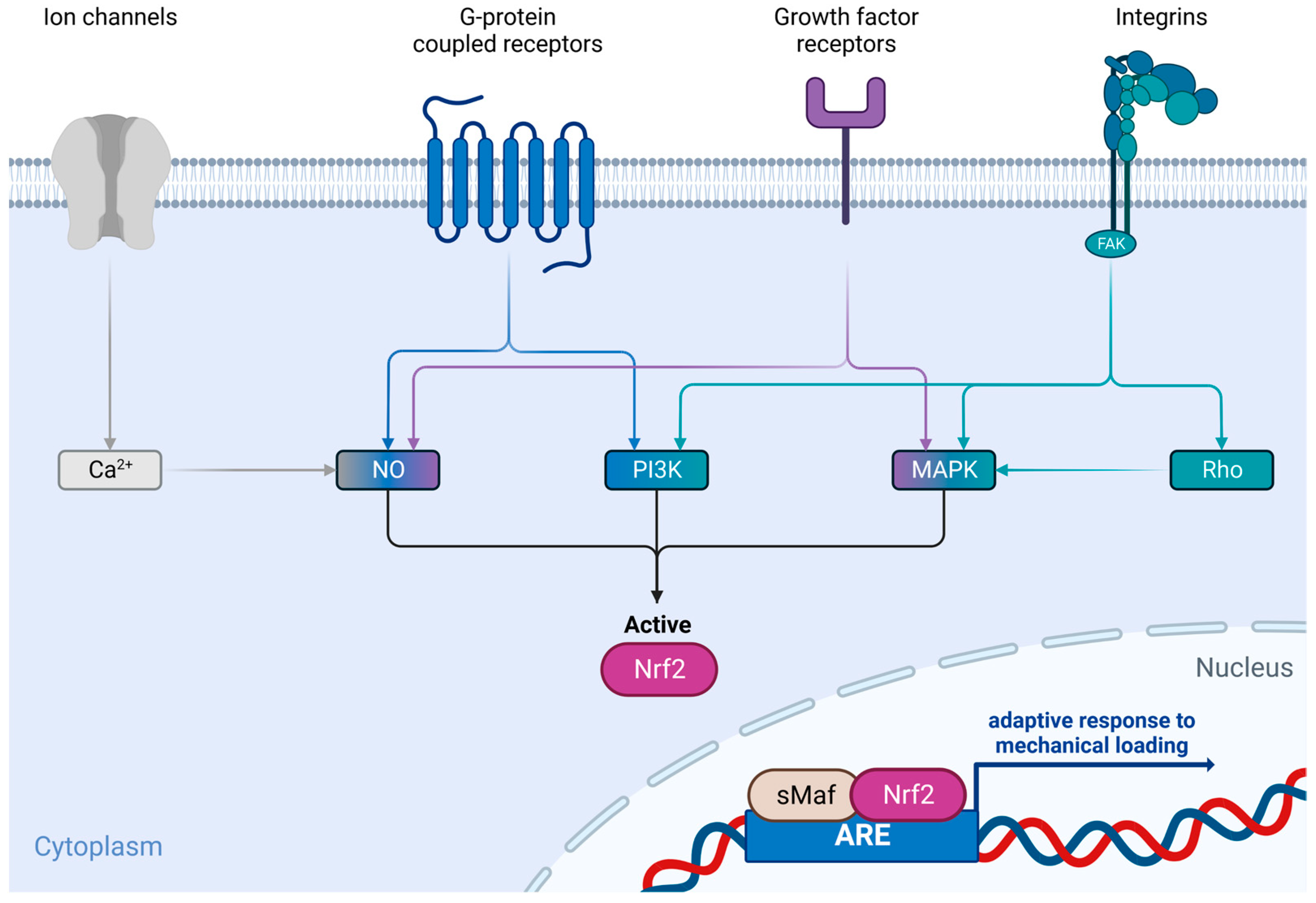 The Contribution of the Nrf2/ARE System to