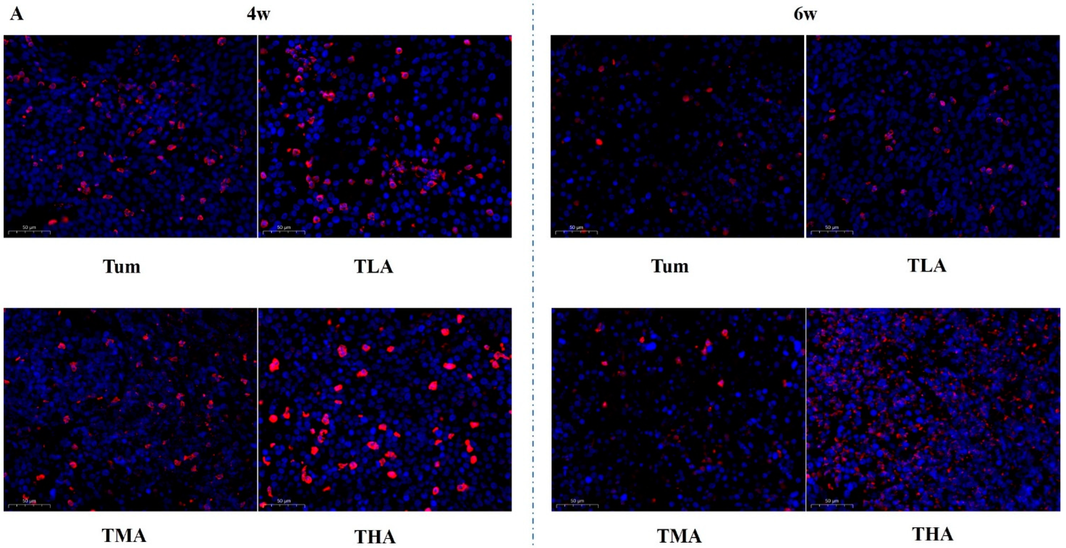 Ijms 24 07729 g004a Ijms 24 07729 g004a
