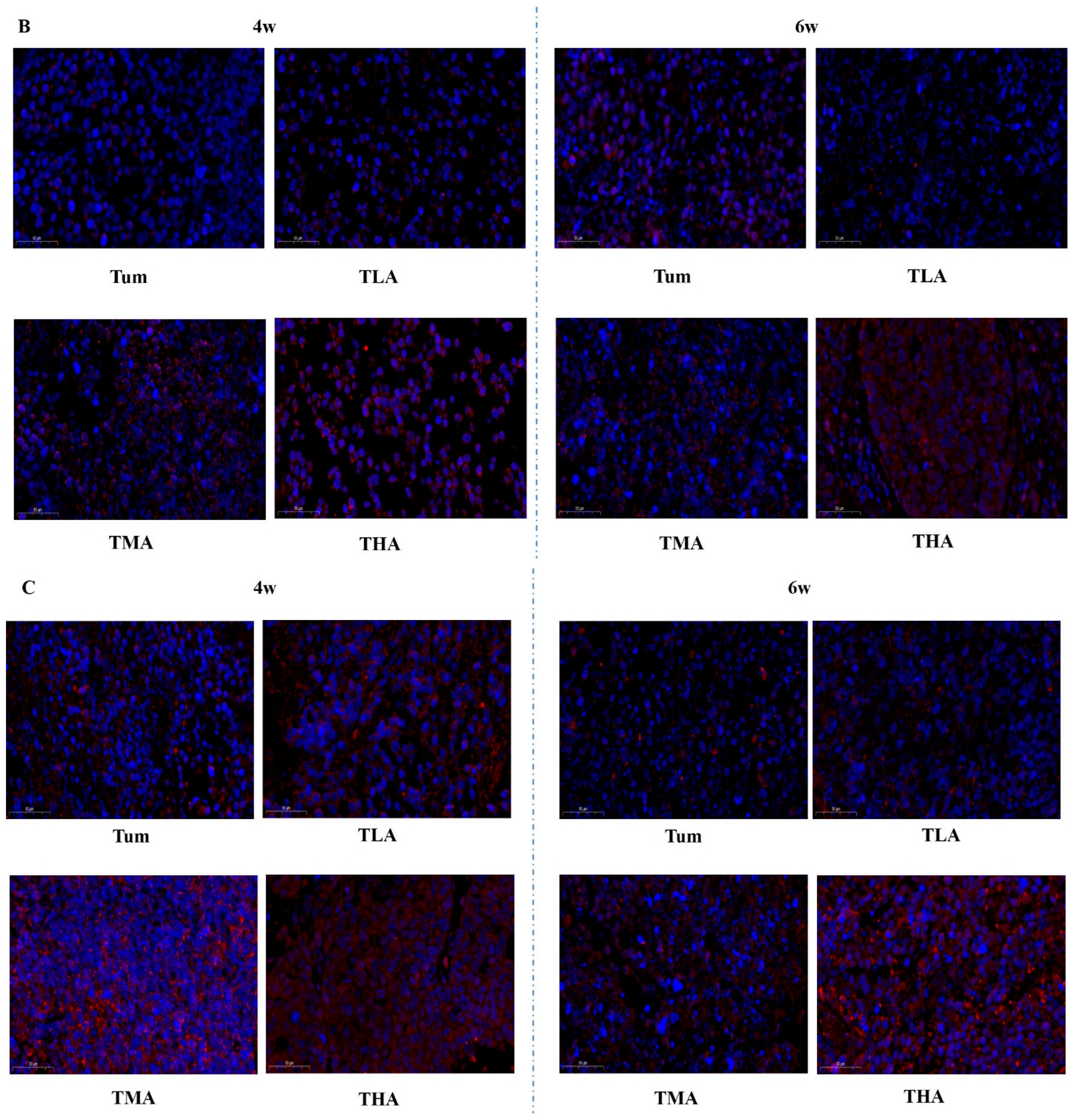 Ijms 24 07729 g004b Ijms 24 07729 g004b