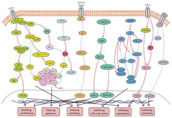 Advances in the Anti-Tumor Activity of Biflavonoids in