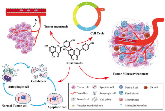110サイズ① Advances in the Anti-Tumor Activity of Biflavonoids in