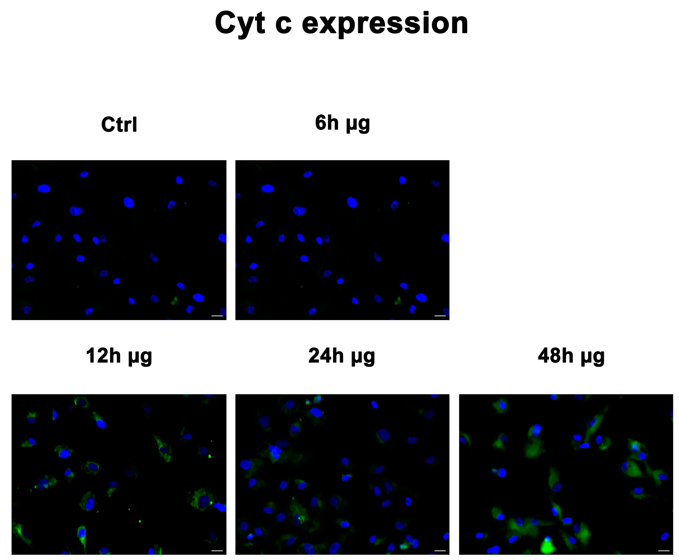 Ijms 24 07753 g006 Ijms 24 07753 g006