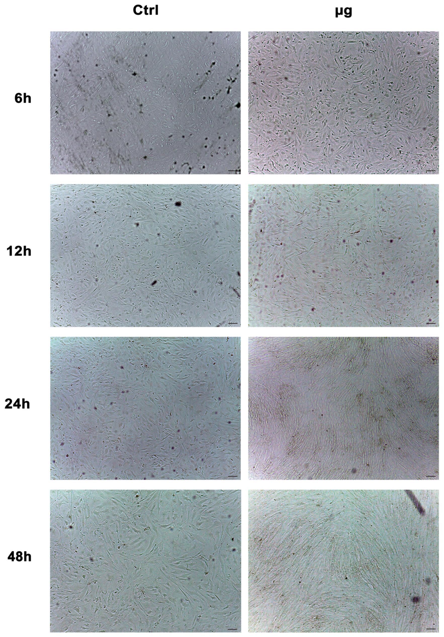 Ijms 24 07753 g007 Ijms 24 07753 g007