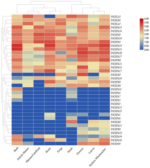Genome-Wide Analysis of the Expansin Gene Family in Populus and ...