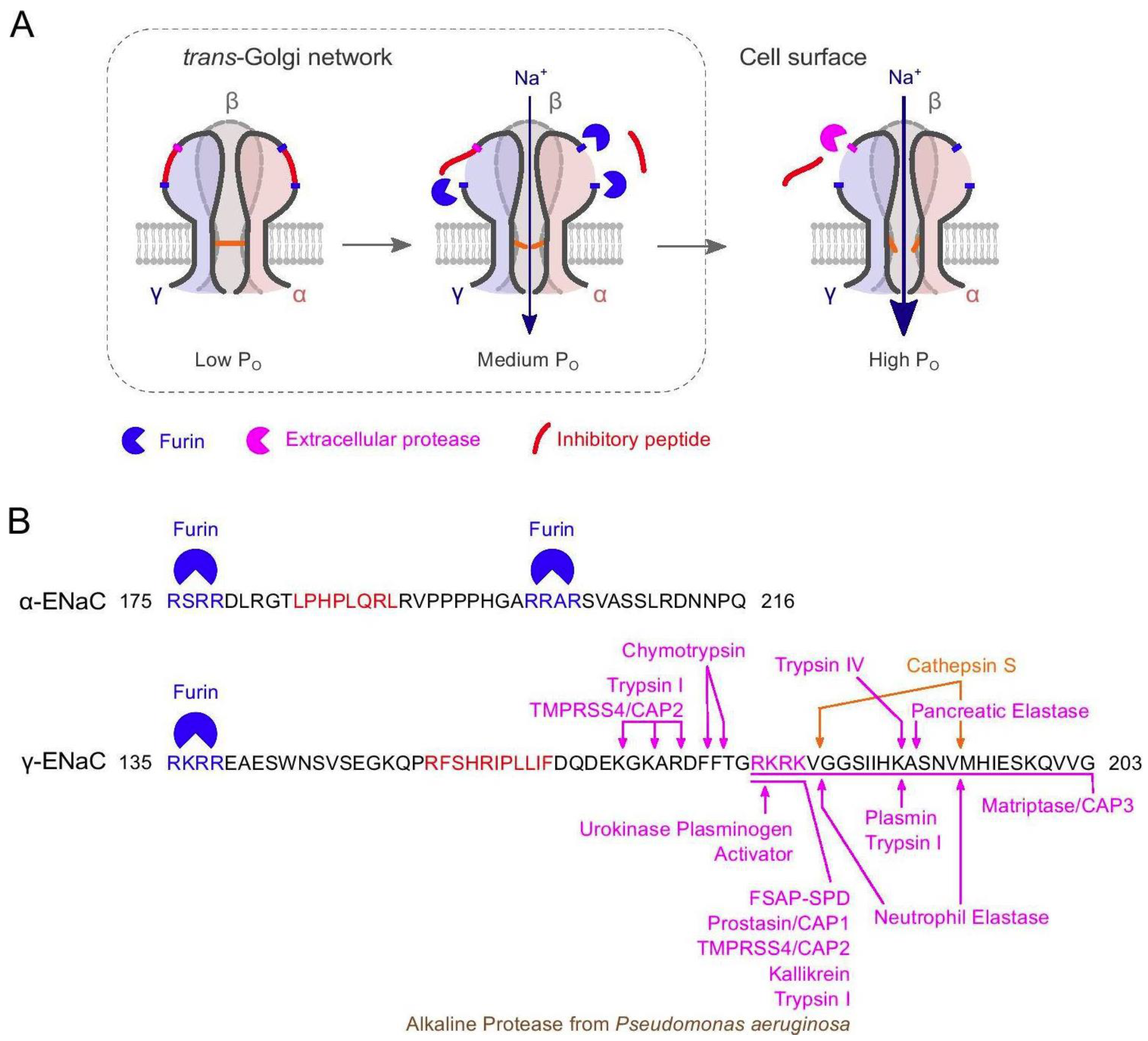 IJMS | Free Full-Text | The Epithelial Sodium Channel—An 