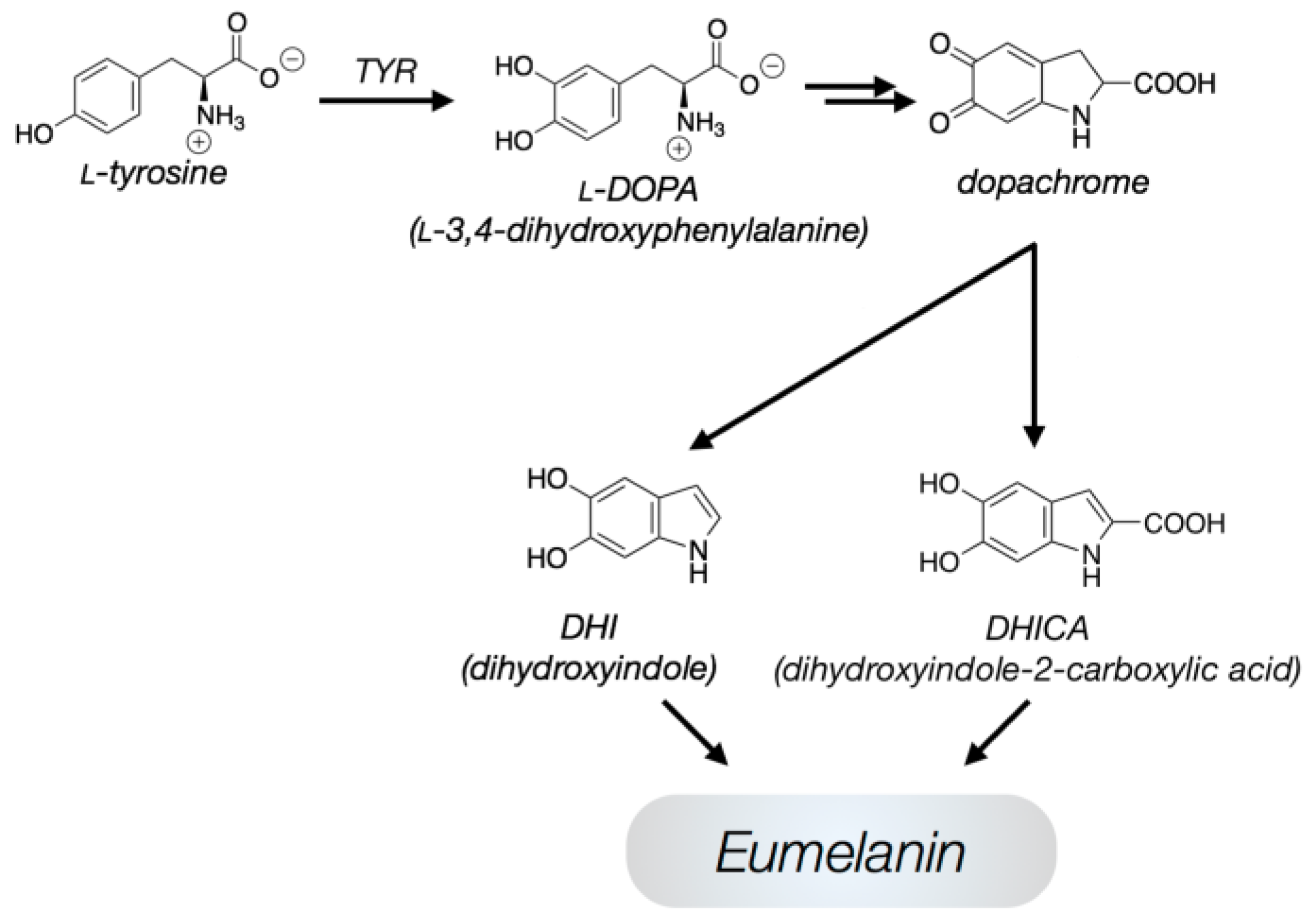 Ijms 24 07783 g001 Ijms 24 07783 g001