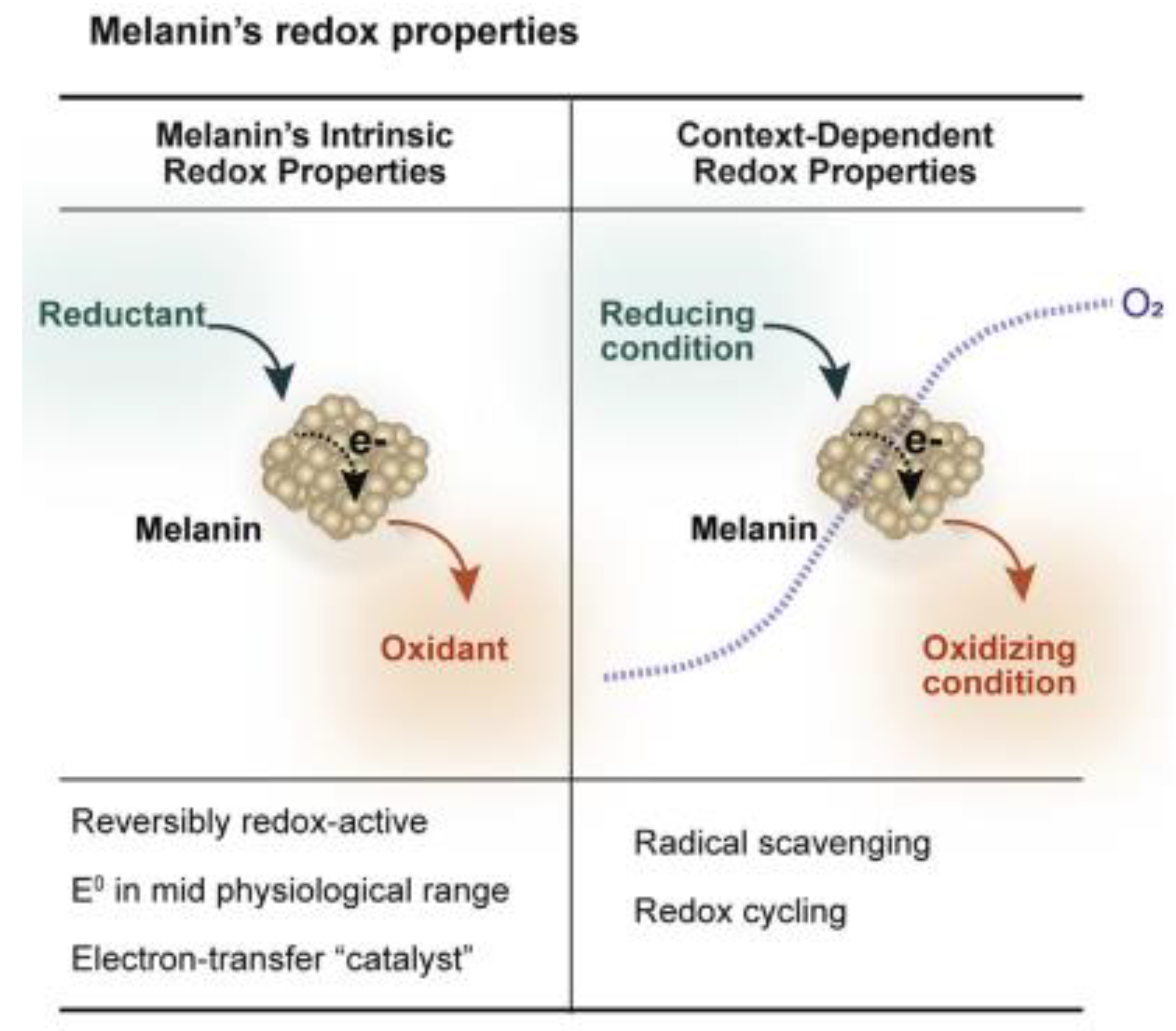 Ijms 24 07783 g003 Ijms 24 07783 g003