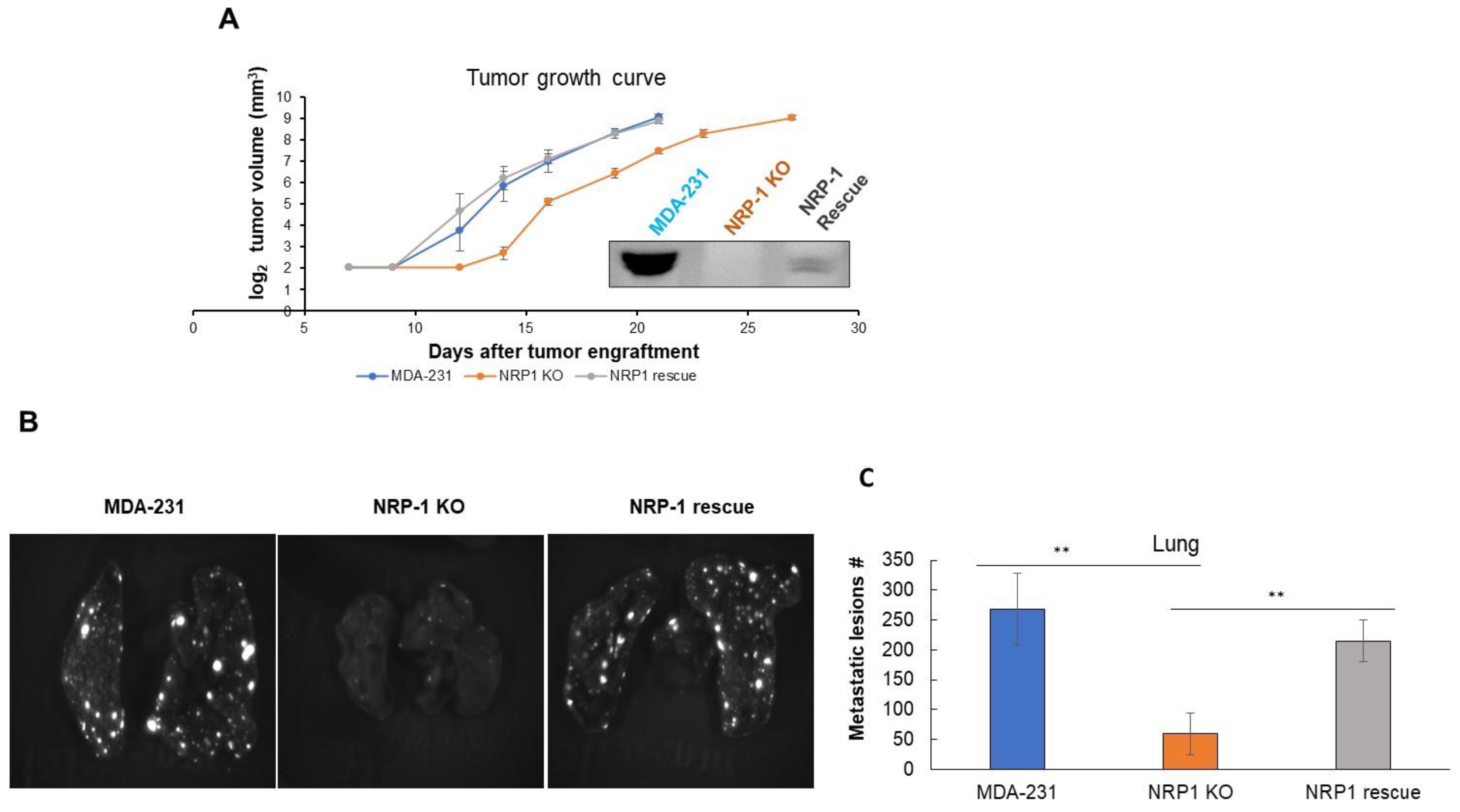 Ijms 24 07792 g004 Ijms 24 07792 g004