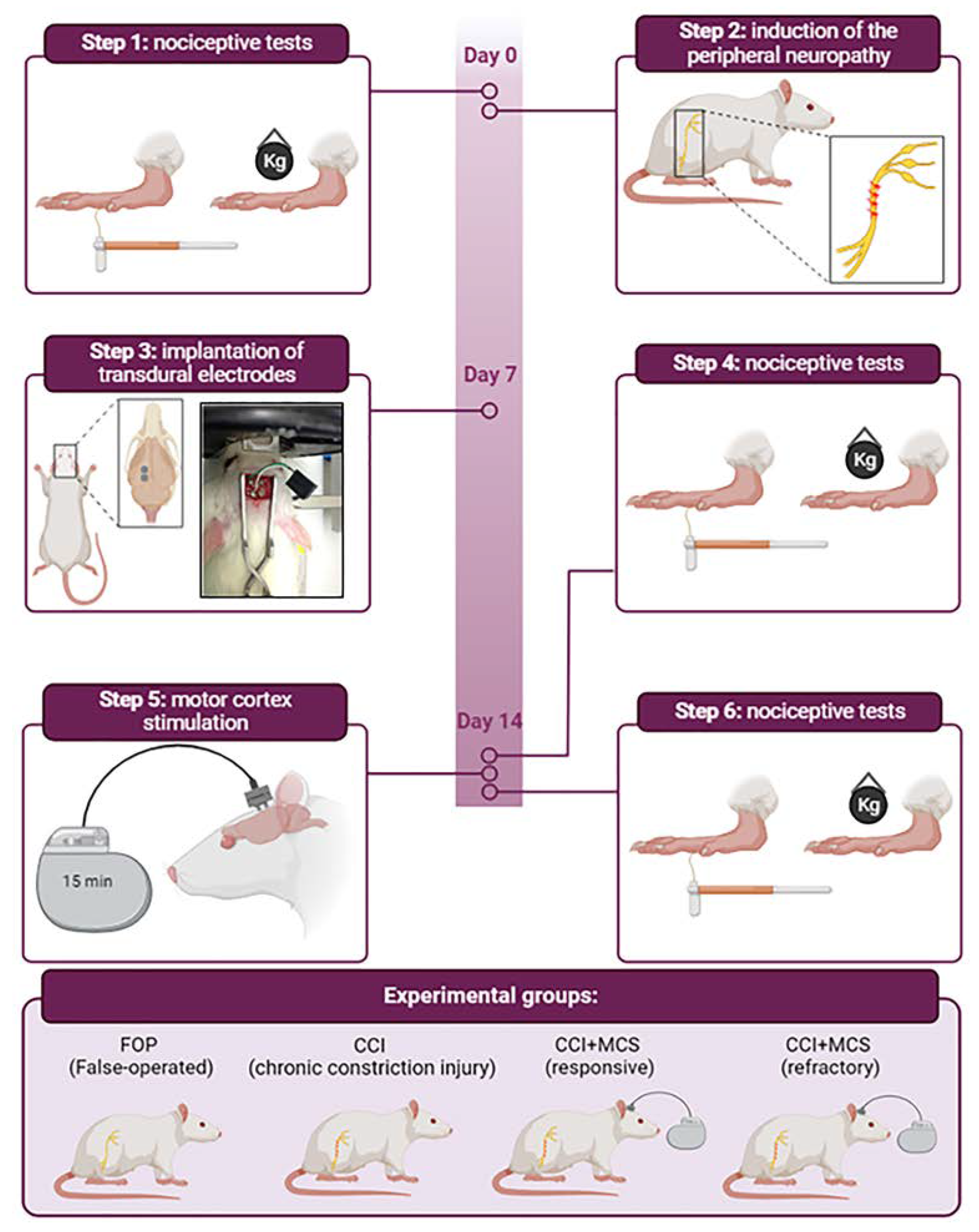IJMS Free Full Text Systemic and Peripheral Mechanisms of