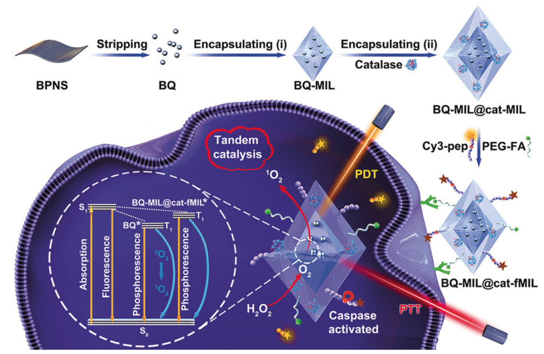 Ijms 24 07819 g009 Ijms 24 07819 g009
