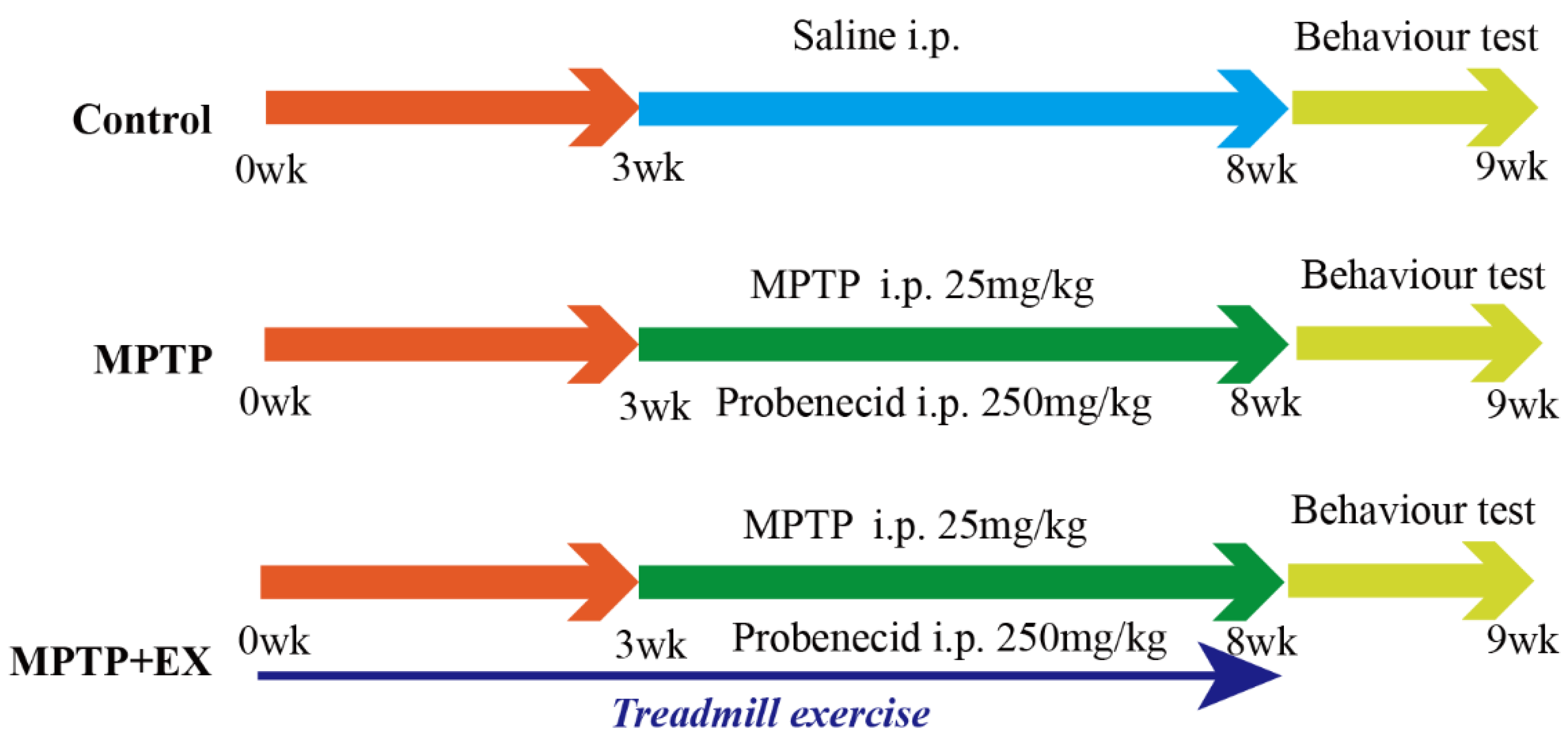 Treadmill Exercise Alleviates Cognition Disorder by Activating the FNDC5: Dual Role of Integrin αV/β5 in Parkinson’s Disease