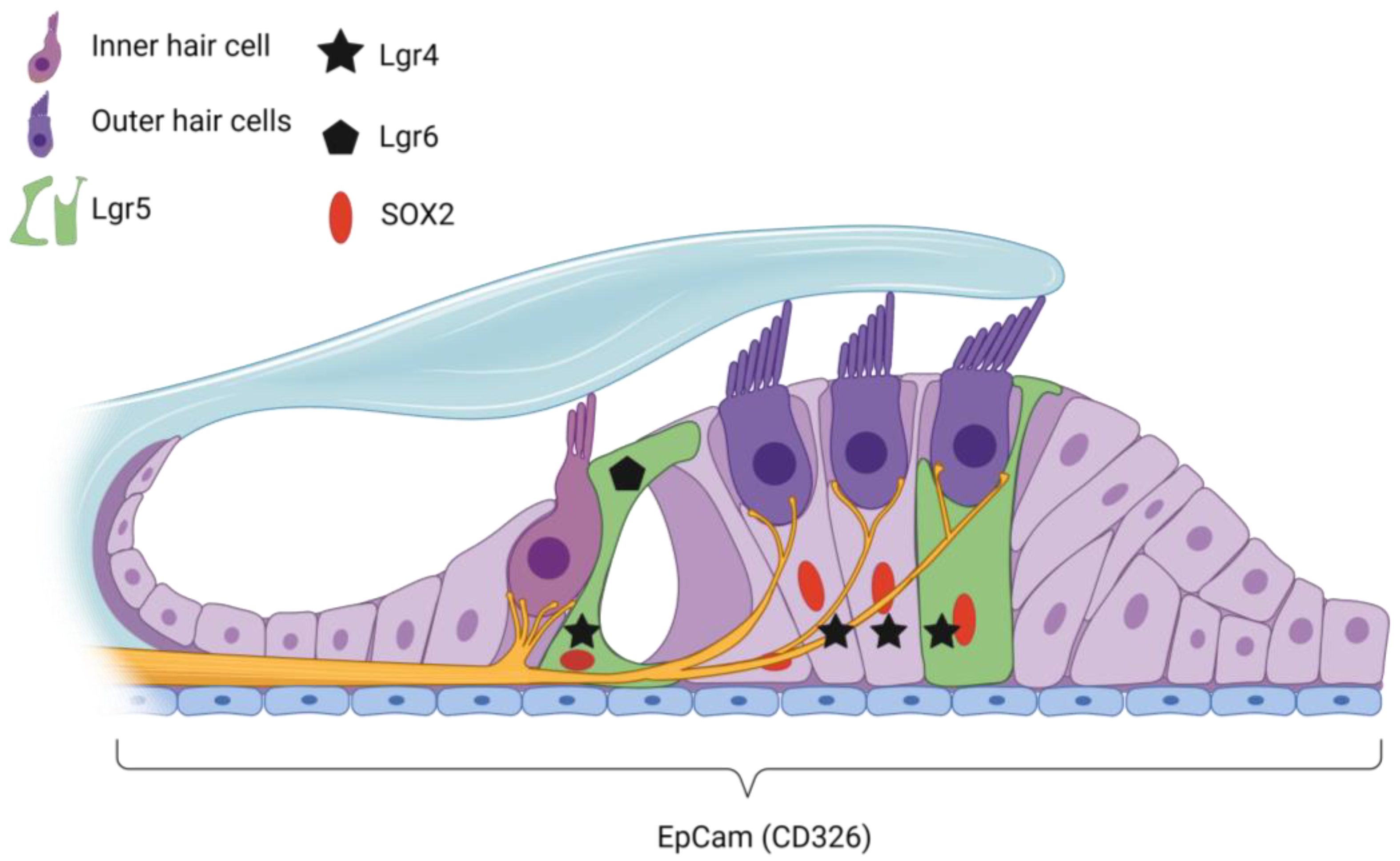 IJMS Free FullText Regeneration of Hair Cells from Endogenous Otic