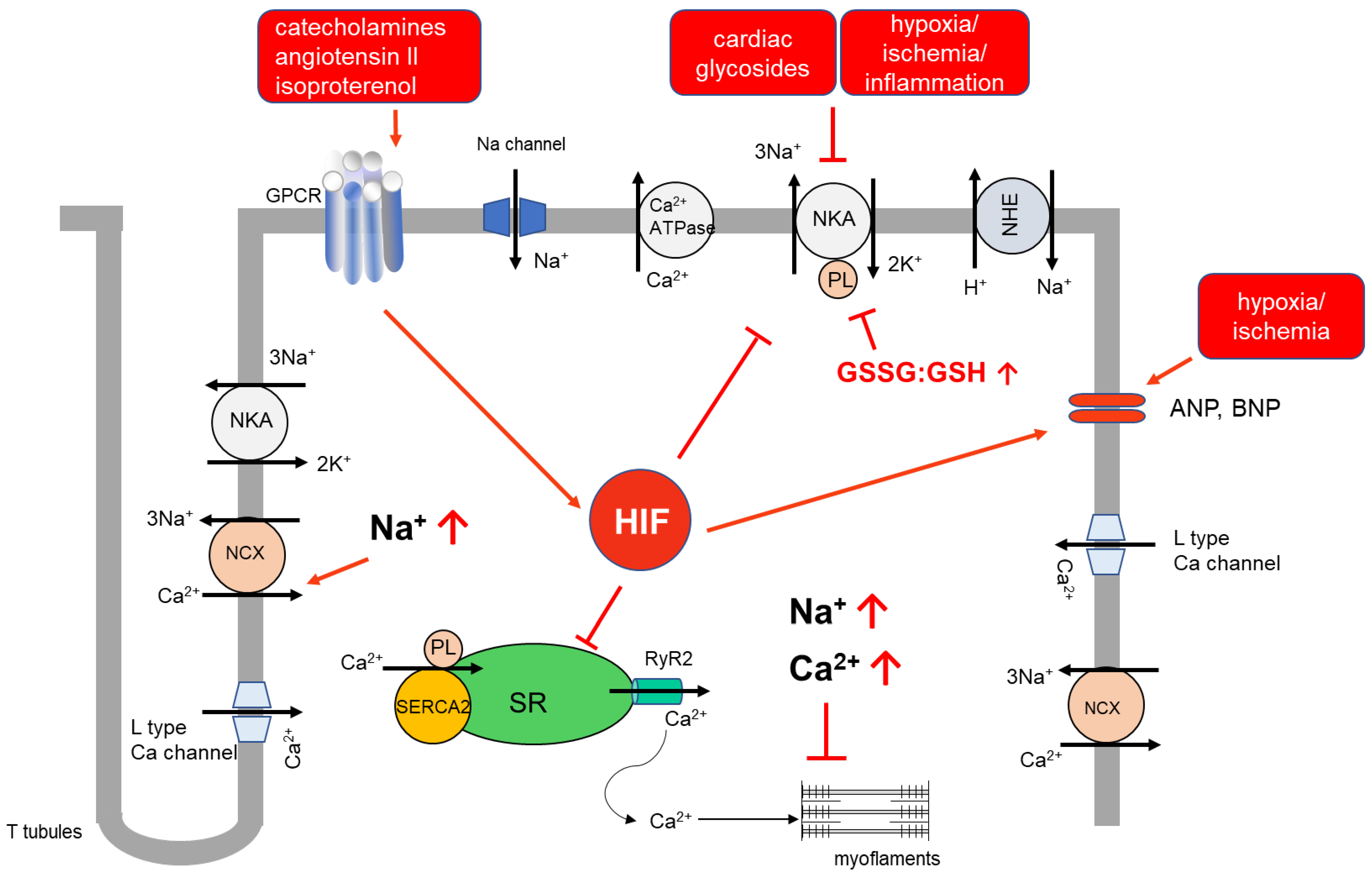 Ijms 24 07855 g002 Ijms 24 07855 g002