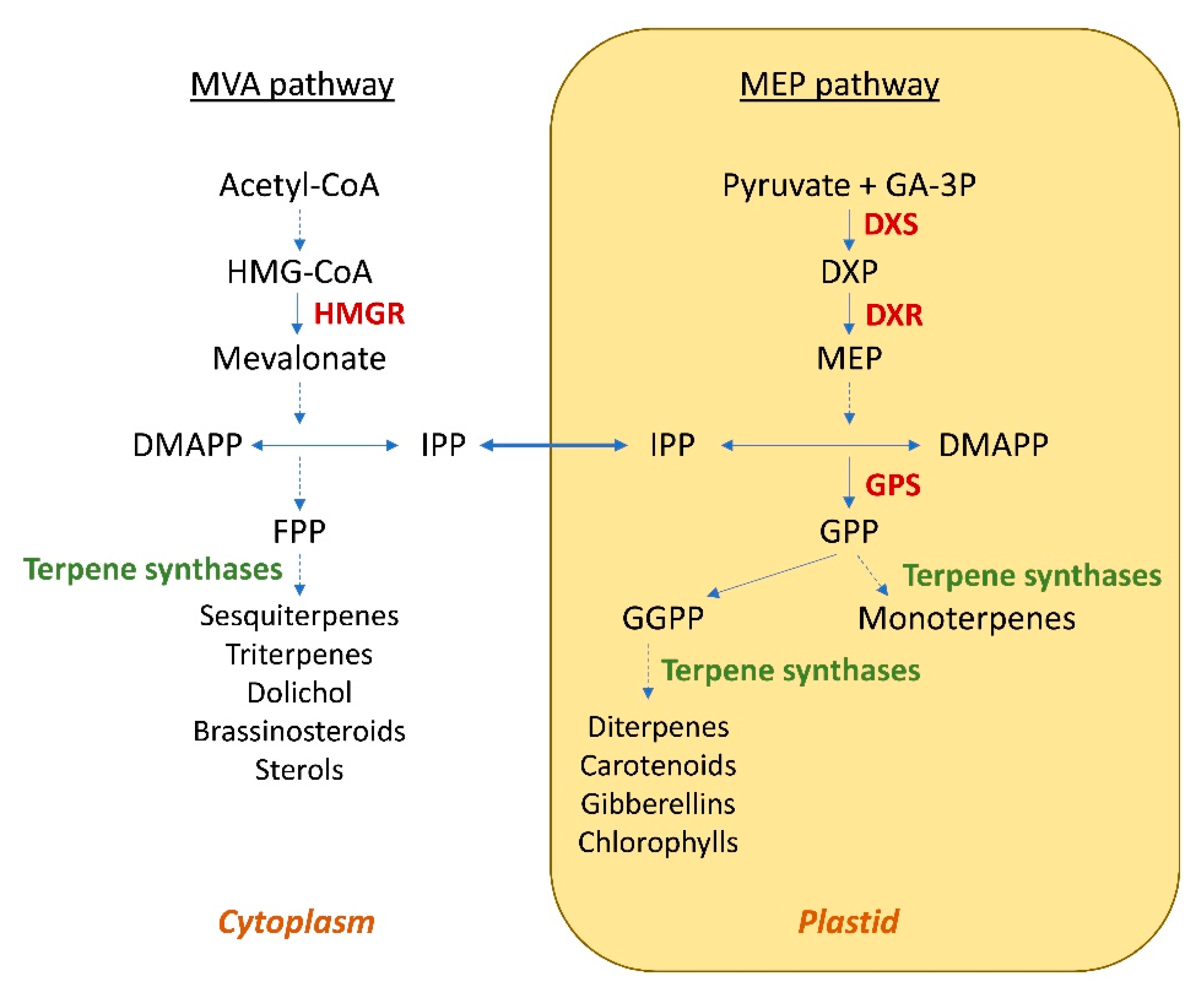 Ijms 24 07874 g001 Ijms 24 07874 g001