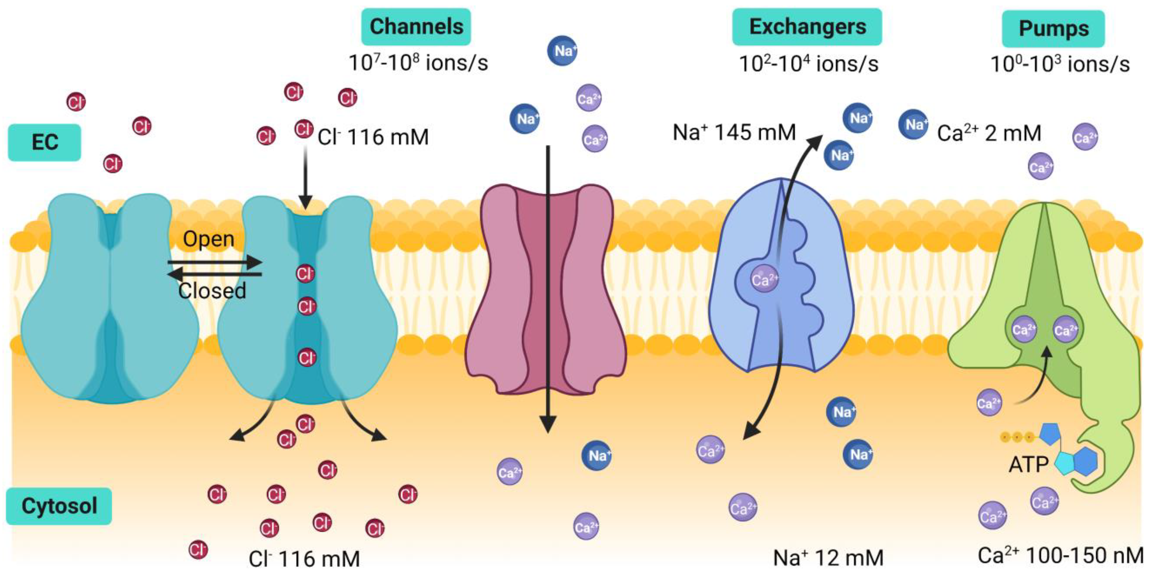 Estrogenic Modulation of Ionic Channels, Pumps and Exchangers in 