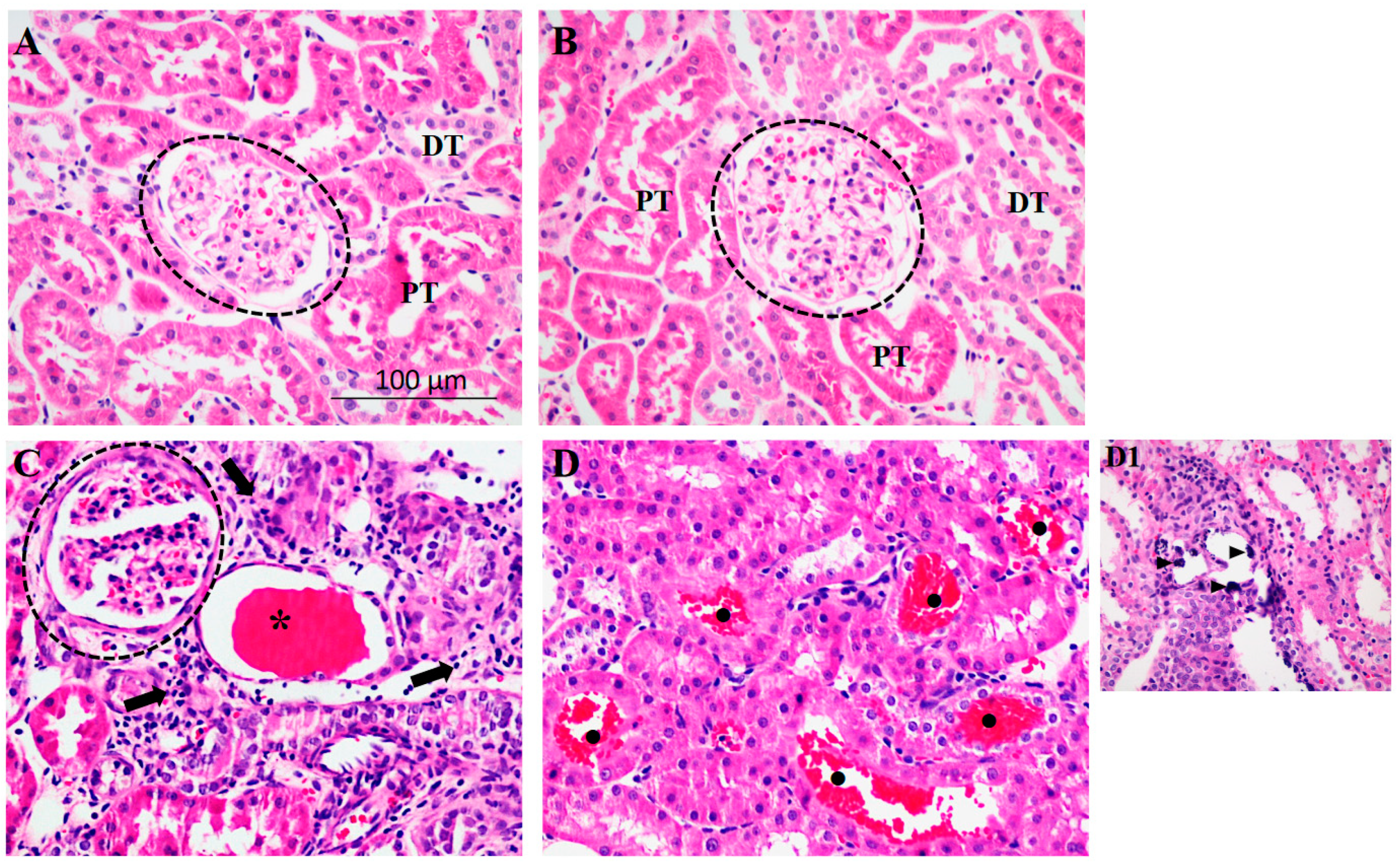 Ijms 24 07887 g001 Ijms 24 07887 g001