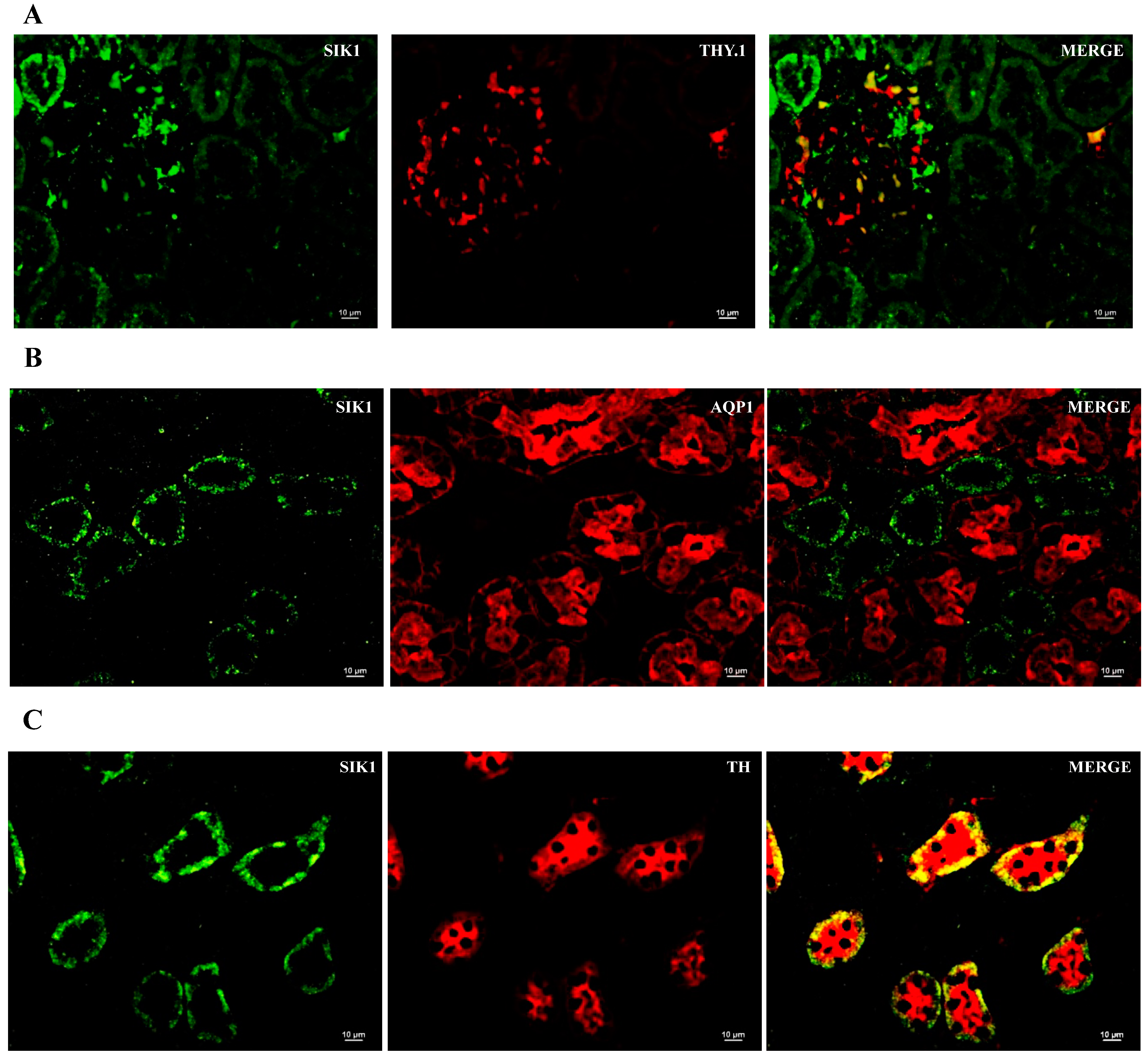 Ijms 24 07887 g003a Ijms 24 07887 g003a