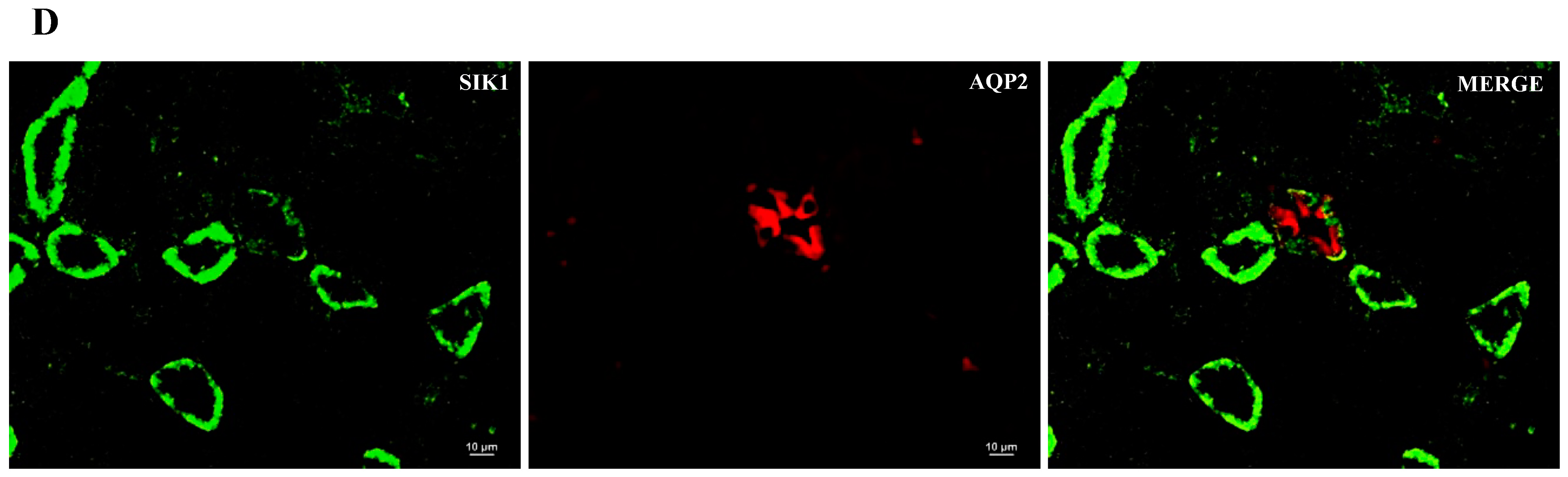 Ijms 24 07887 g003b Ijms 24 07887 g003b