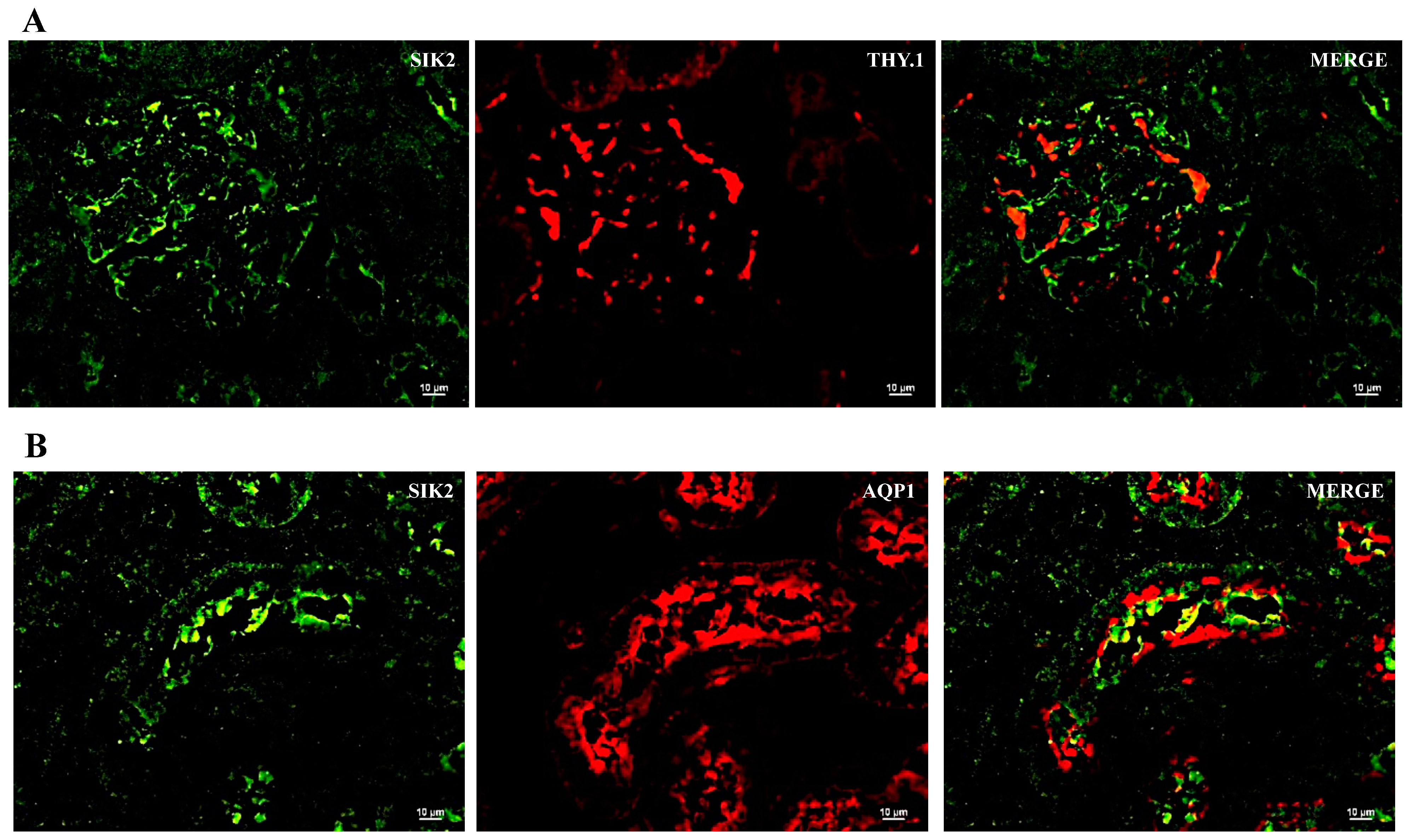 Ijms 24 07887 g004a Ijms 24 07887 g004a