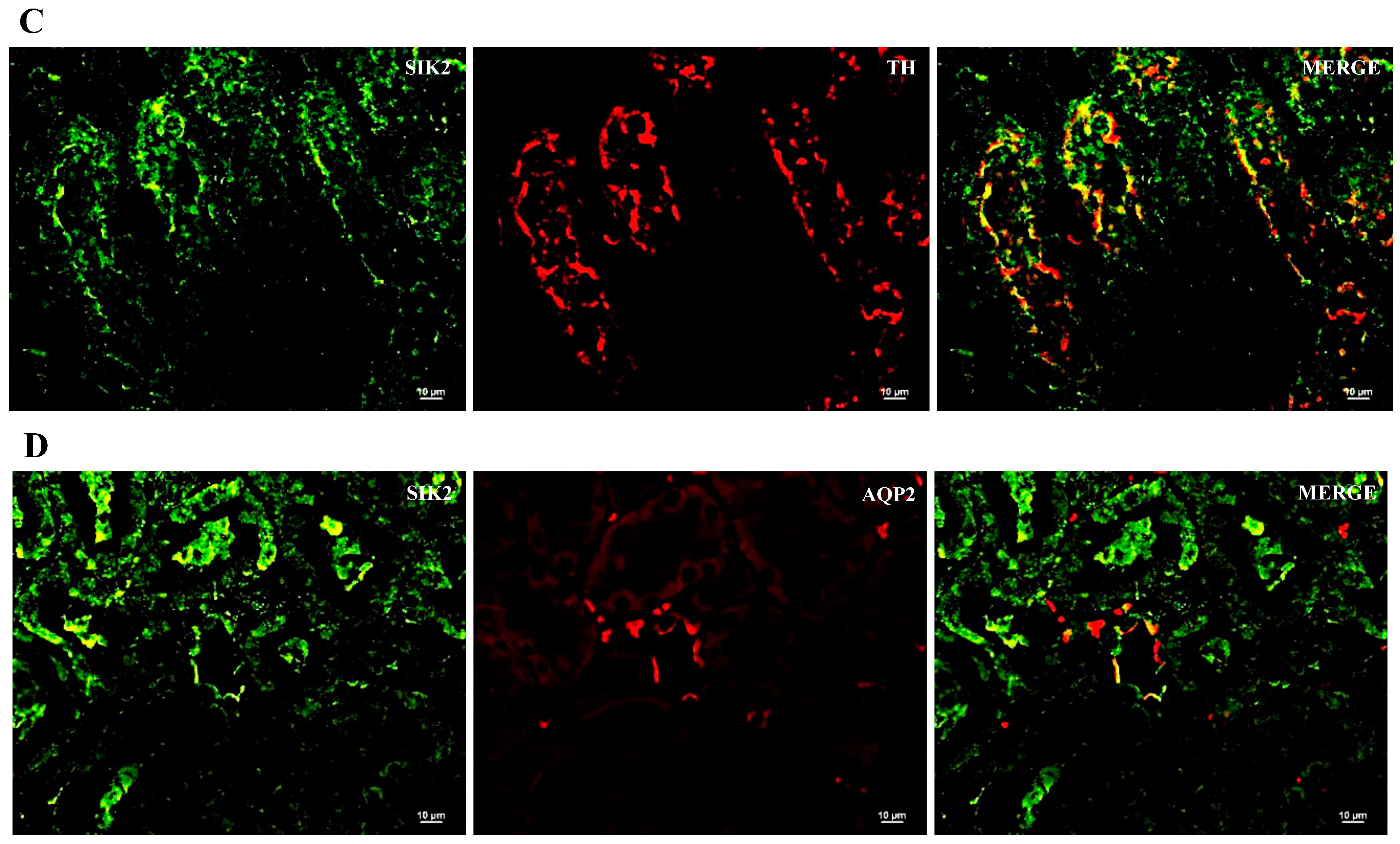 Ijms 24 07887 g004b Ijms 24 07887 g004b