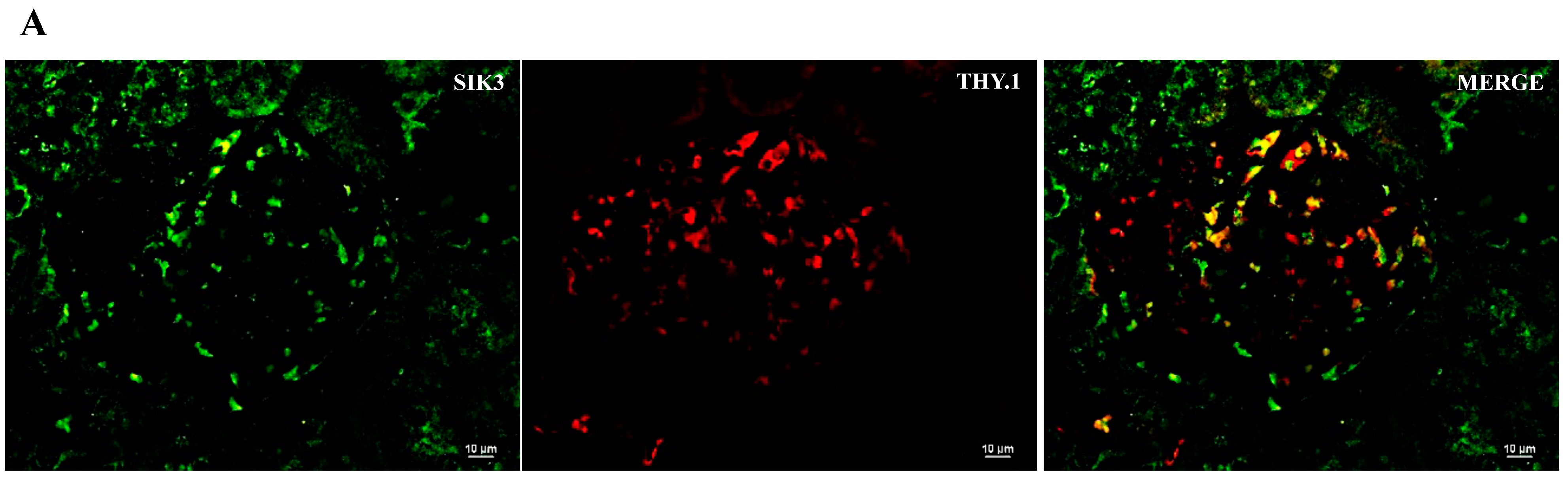 Ijms 24 07887 g005a Ijms 24 07887 g005a