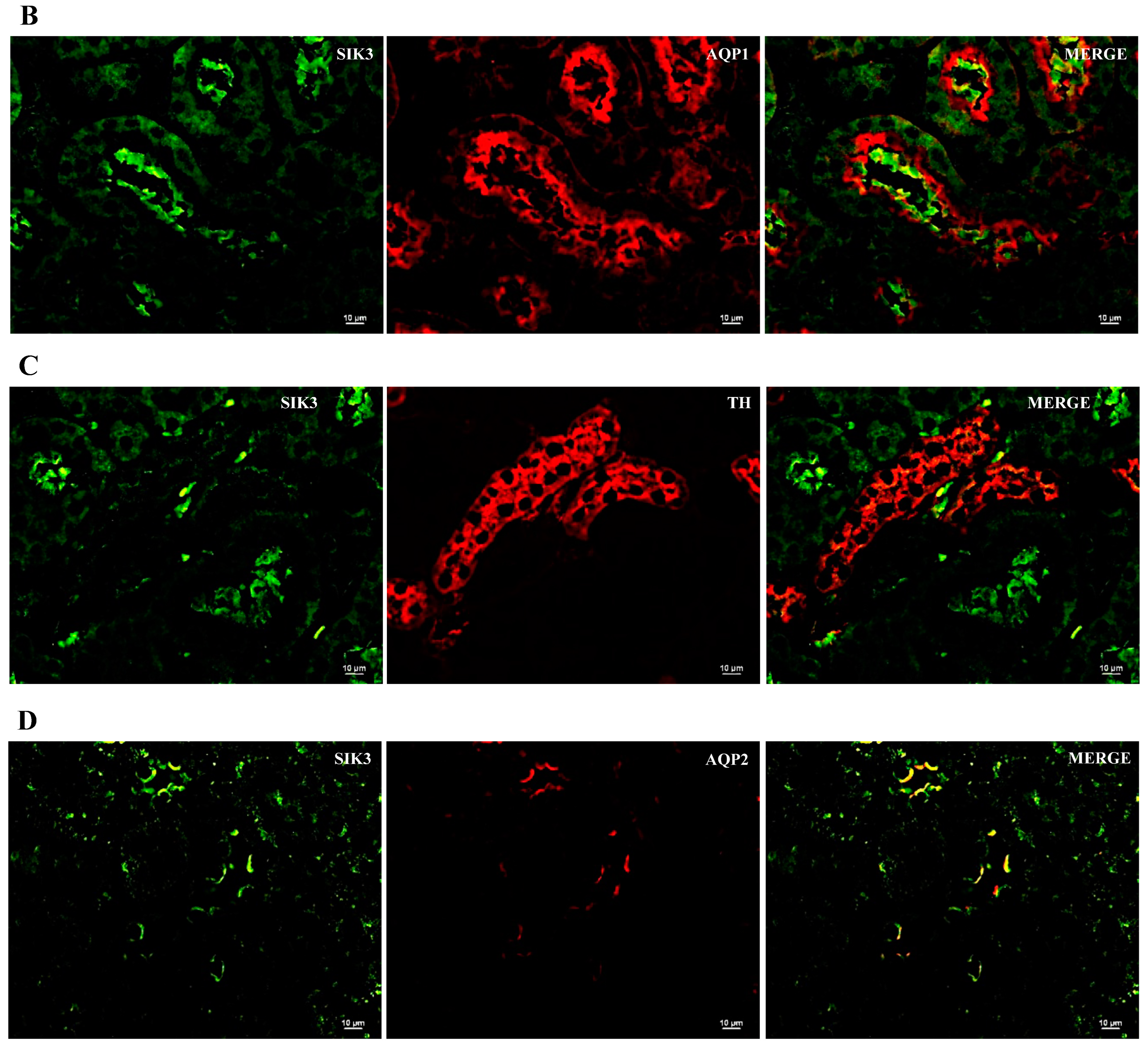 Ijms 24 07887 g005b Ijms 24 07887 g005b