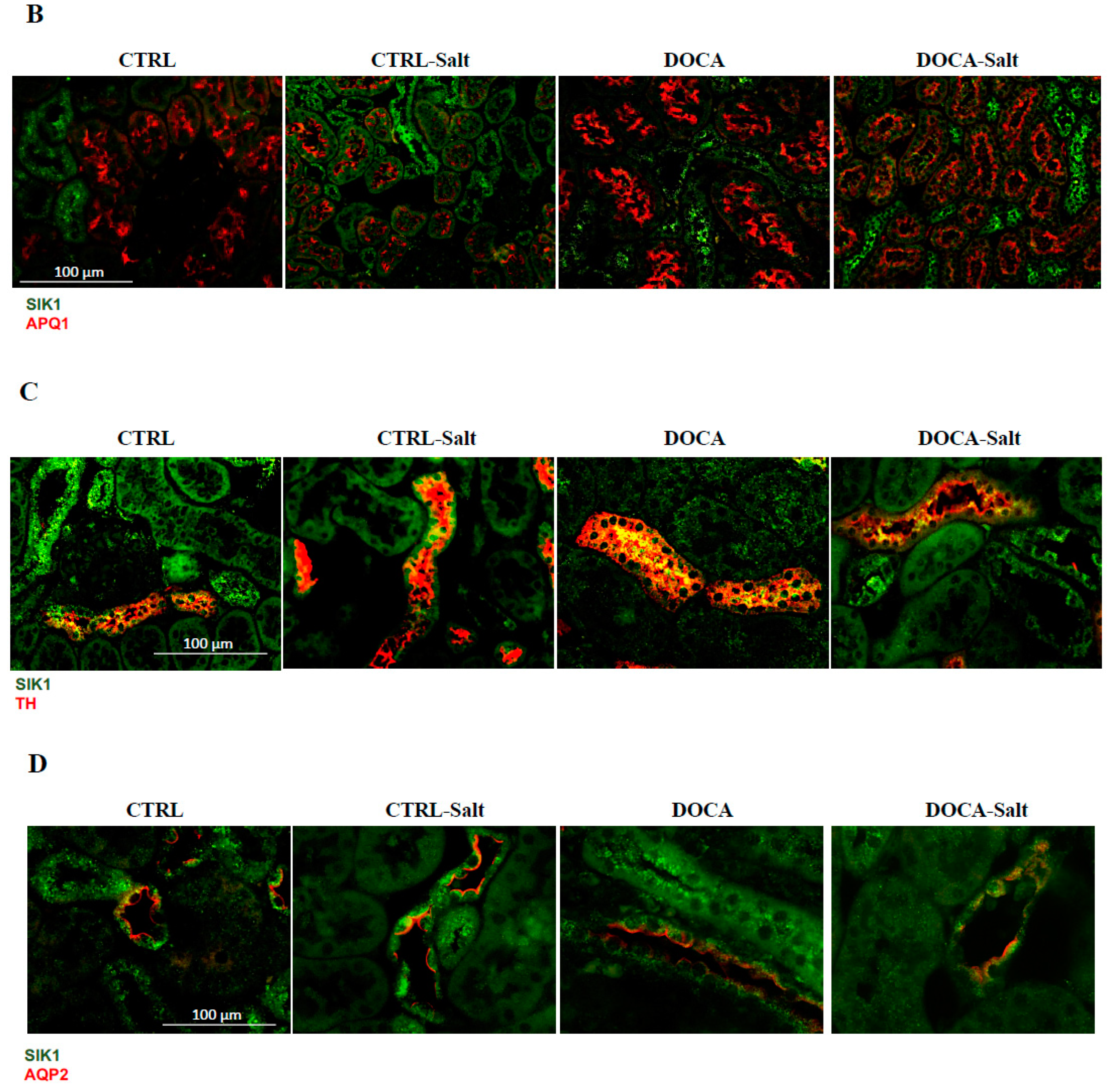 Ijms 24 07887 g006b Ijms 24 07887 g006b