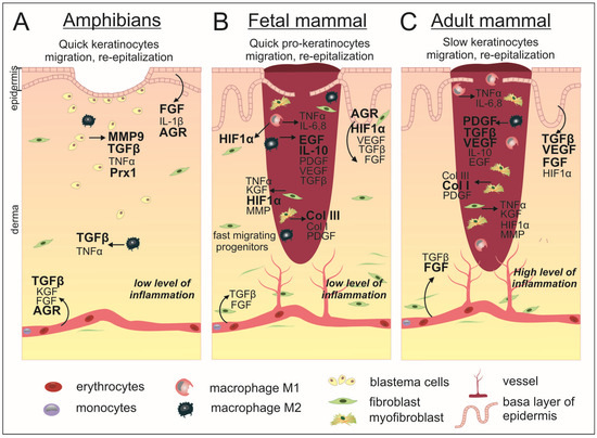 Potential Role of AGR2 for Mammalian Skin Wound Healing