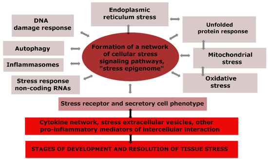 Atherosclerosis and Inflammation: Insights from the Theory