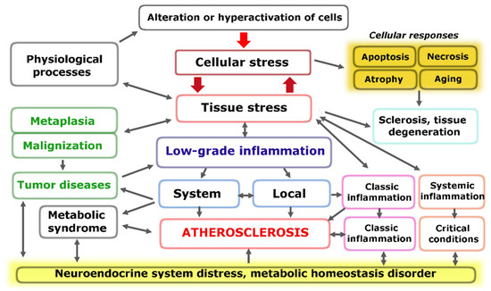 Atherosclerosis and Inflammation: Insights from the Theory