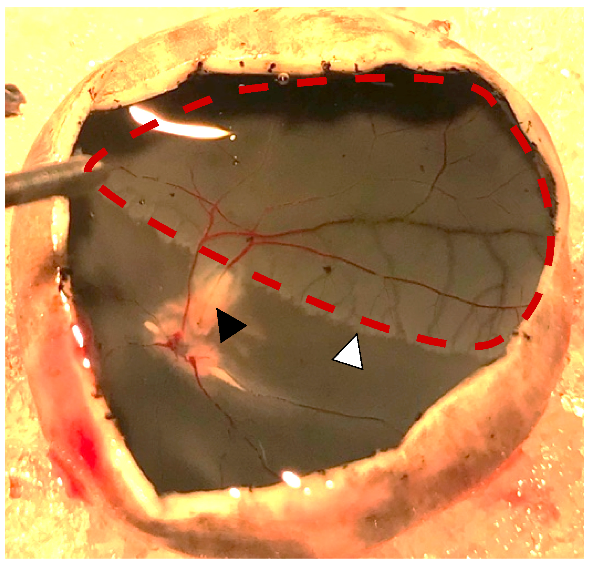 Ijms 24 07919 g002 Ijms 24 07919 g002