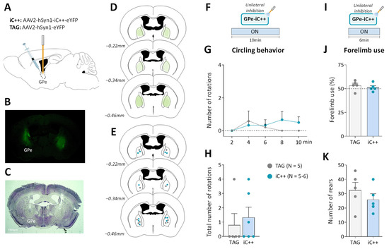 Optogenetic Globus Pallidus Stimulation Improves Motor Deficits in 6 ...