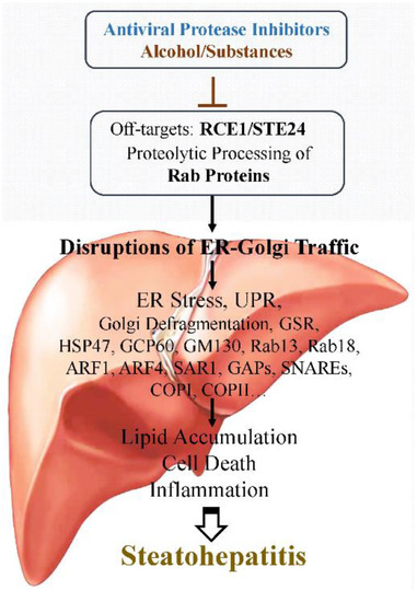 Molecular Factors and Pathways of Hepatotoxicity Associated with