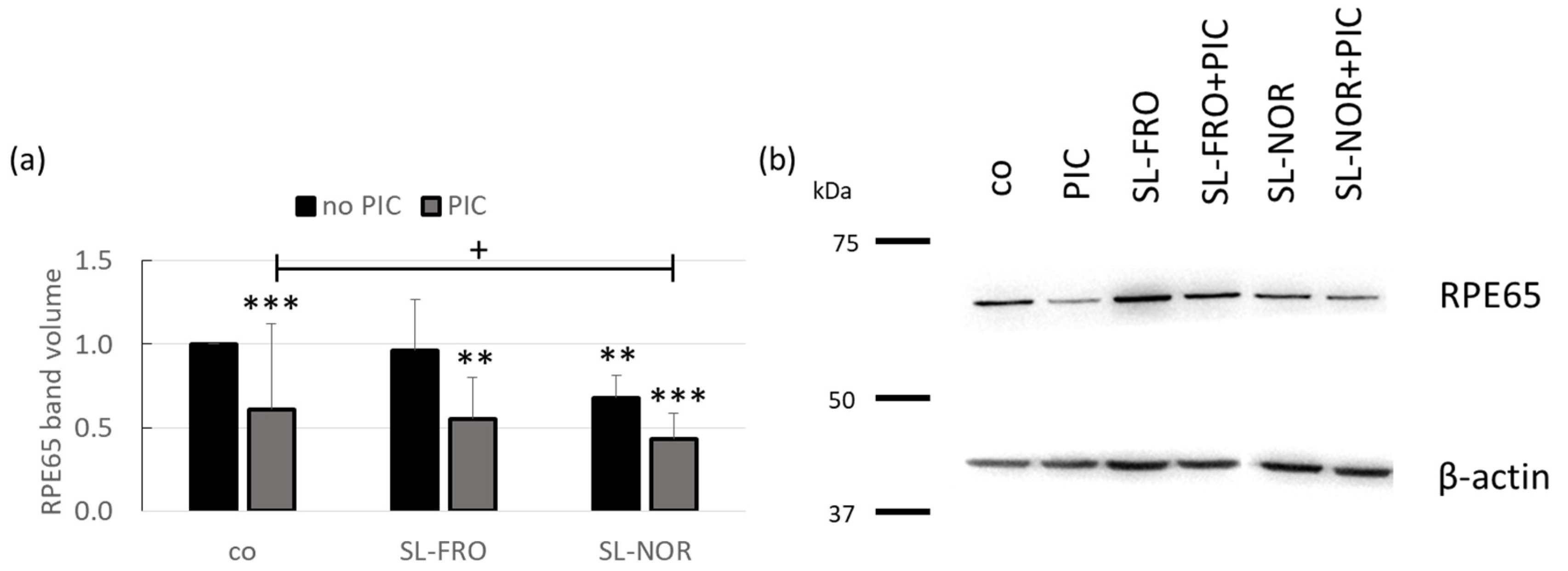 Ijms 24 07939 g010 Ijms 24 07939 g010