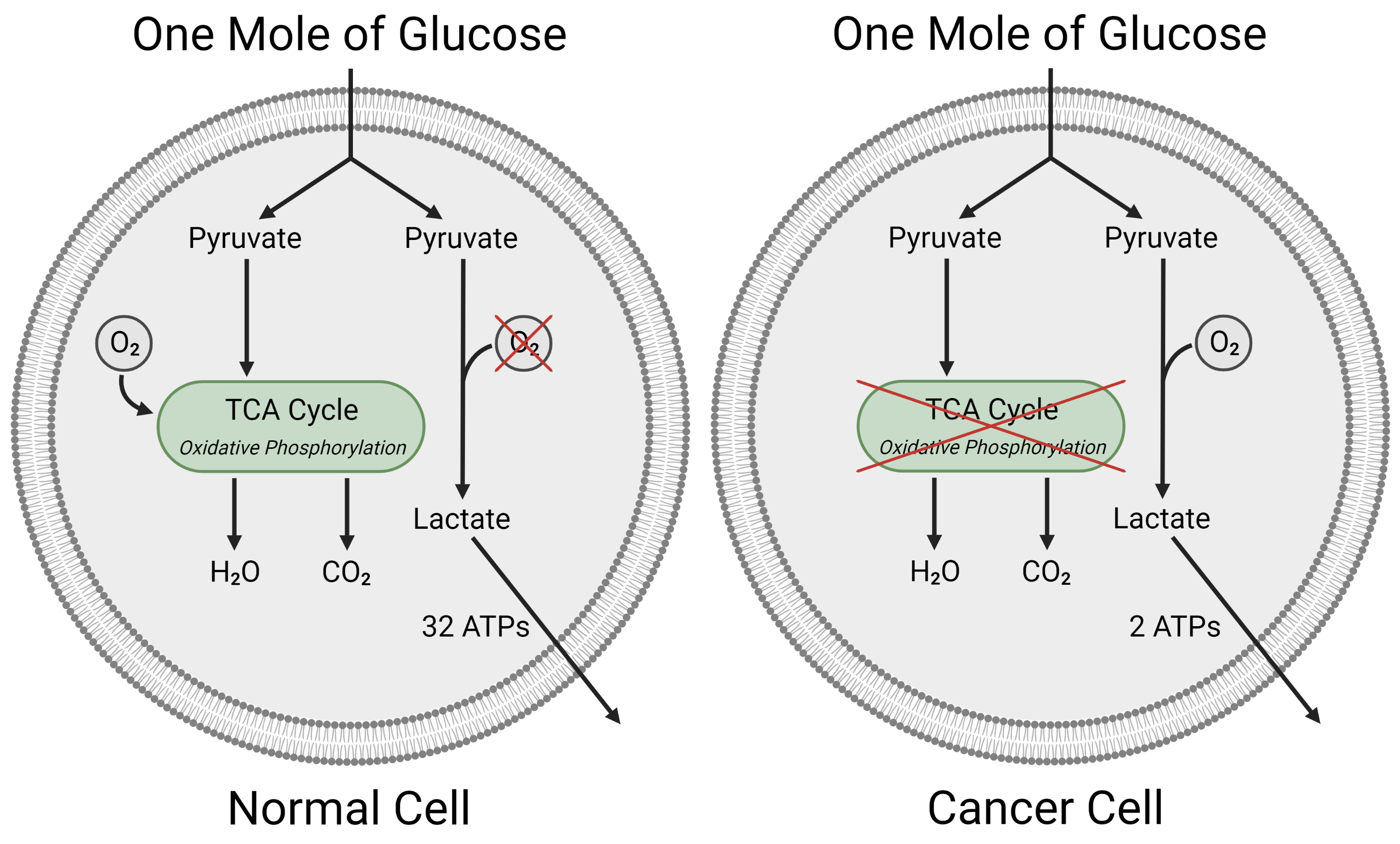 Ijms 24 07942 g002 Ijms 24 07942 g002