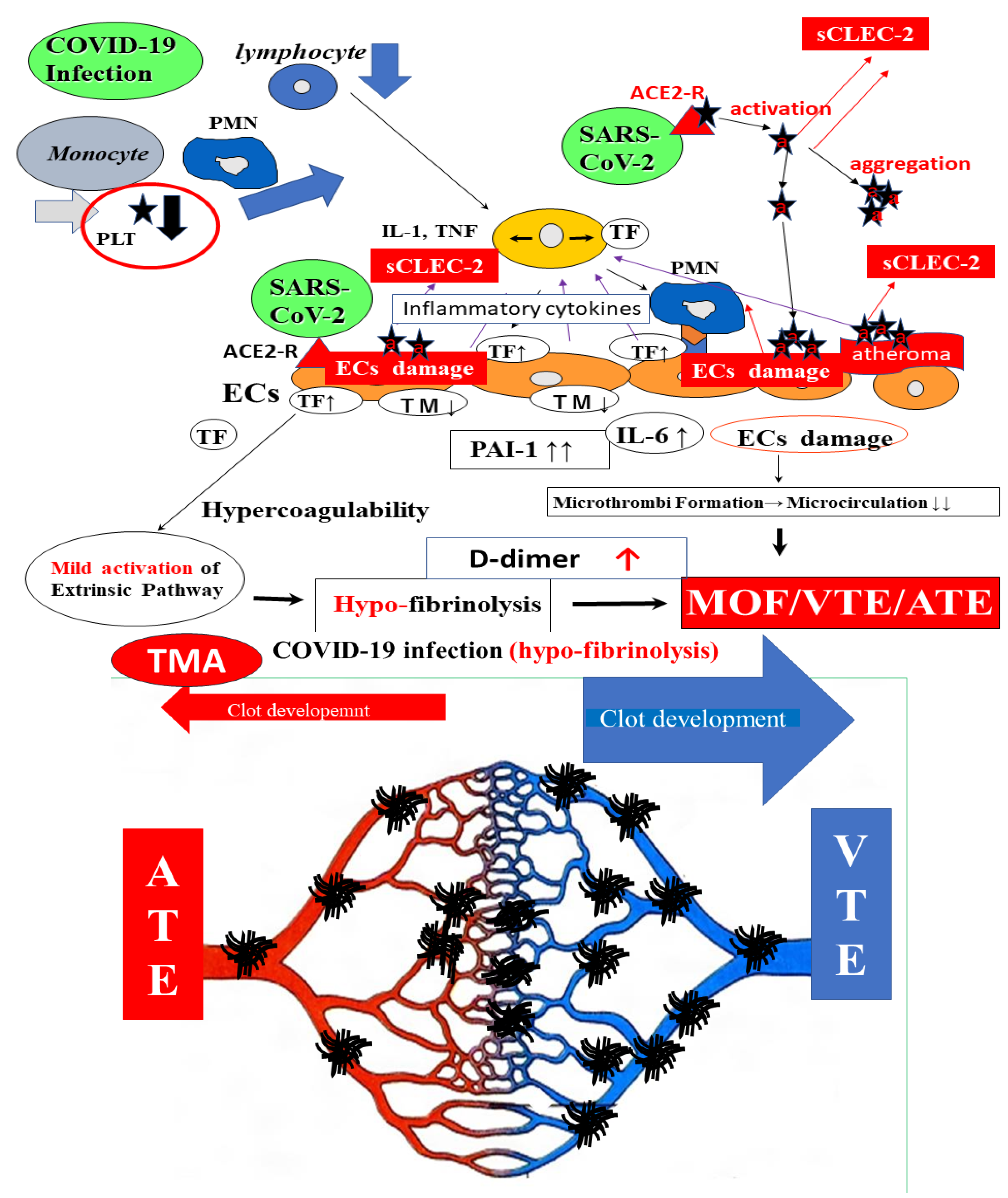 Ijms 24 07975 g003 Ijms 24 07975 g003
