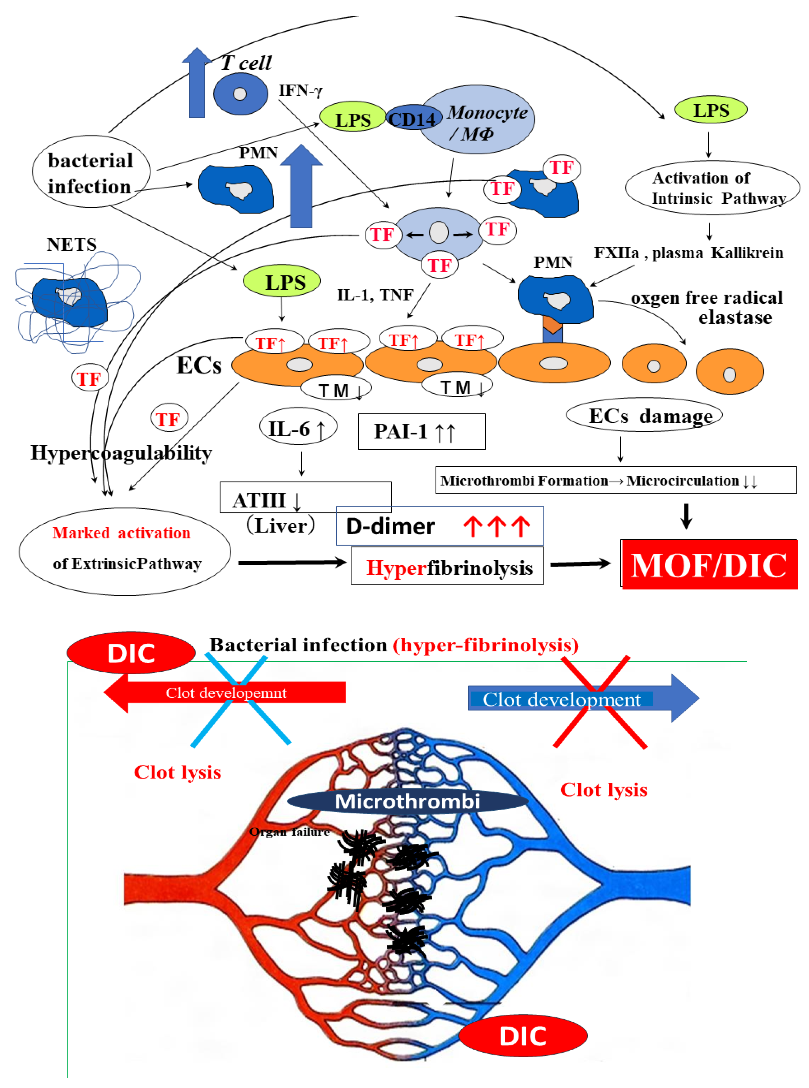 Ijms 24 07975 g004 Ijms 24 07975 g004